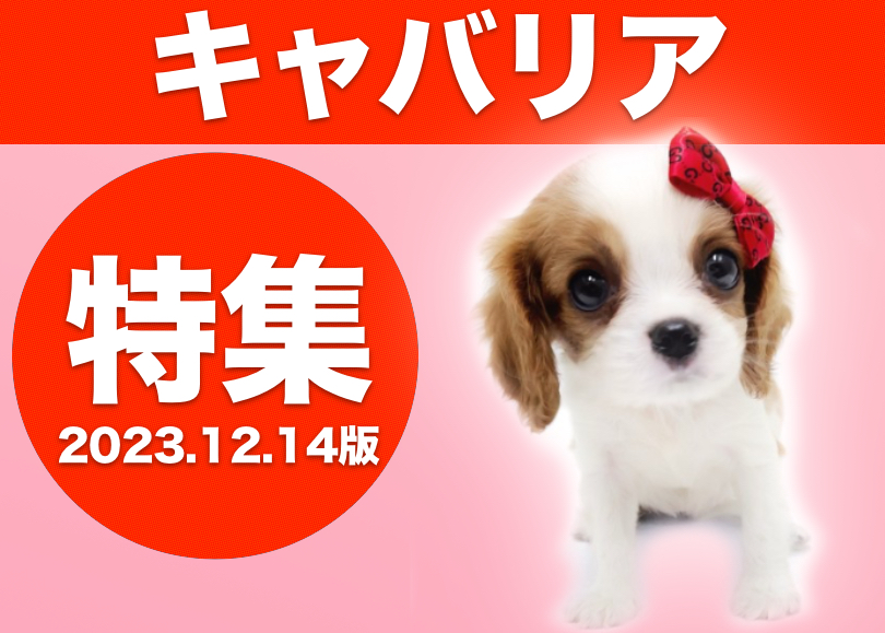 キャバリア特集 】12/14現在在店中の全店舗の癒し系DOGをご紹介