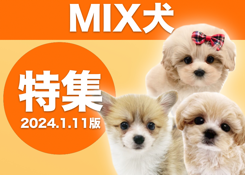 MIX犬特集 】1/11現在在店中の全店舗のオンリーワンなMIXをご紹介