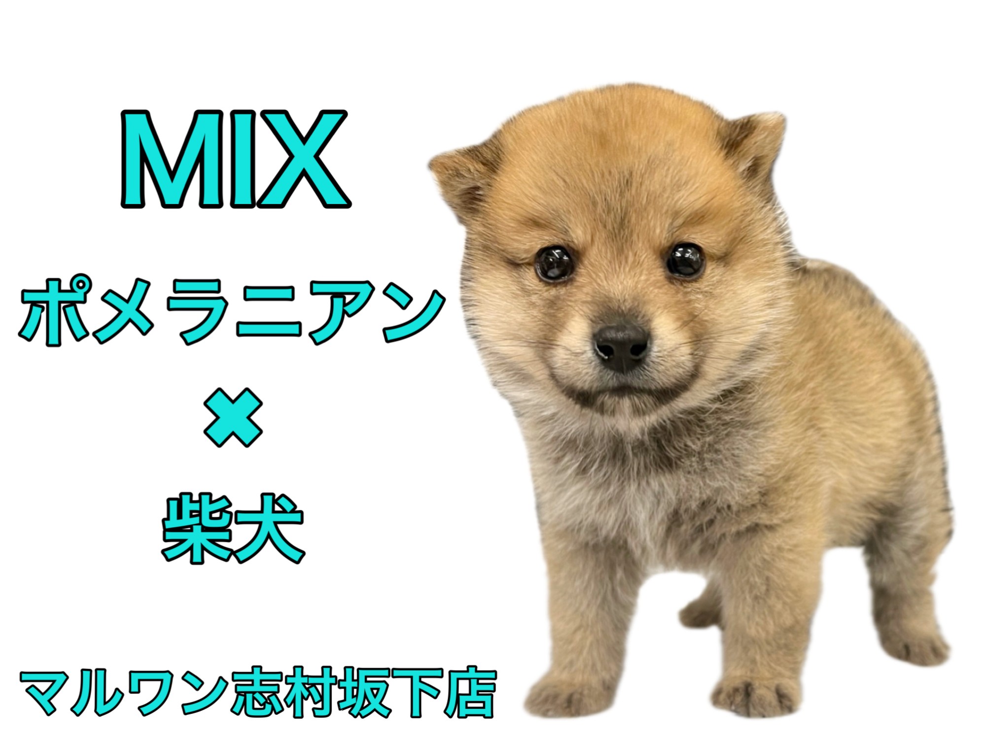 MIX犬 】ぬいぐるみ感たっぷりなポメラニアンと柴犬の希少MIX