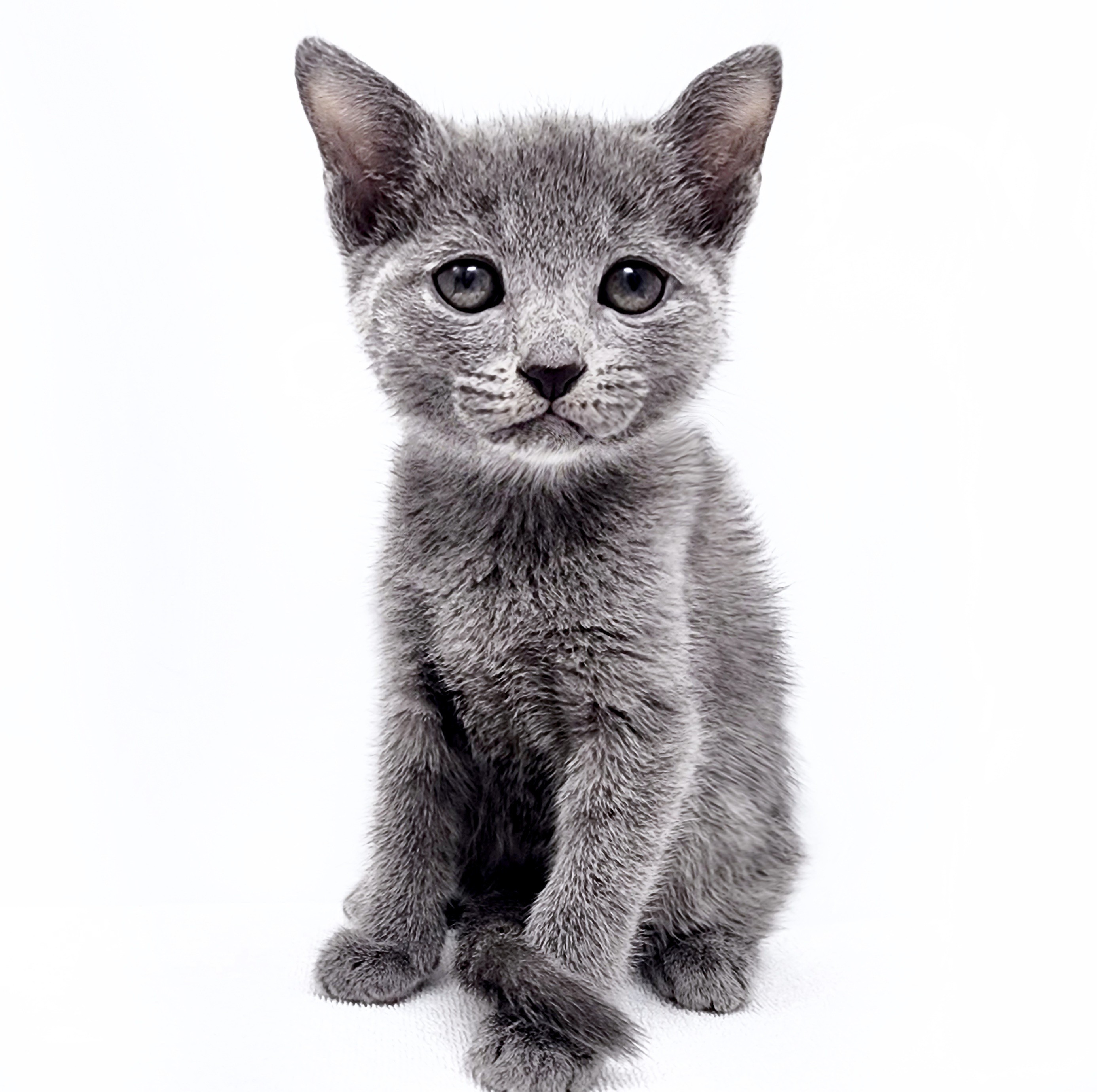 ロシアンブルー | ペットショップ マルワン 小さめ子犬 美形な子猫 
