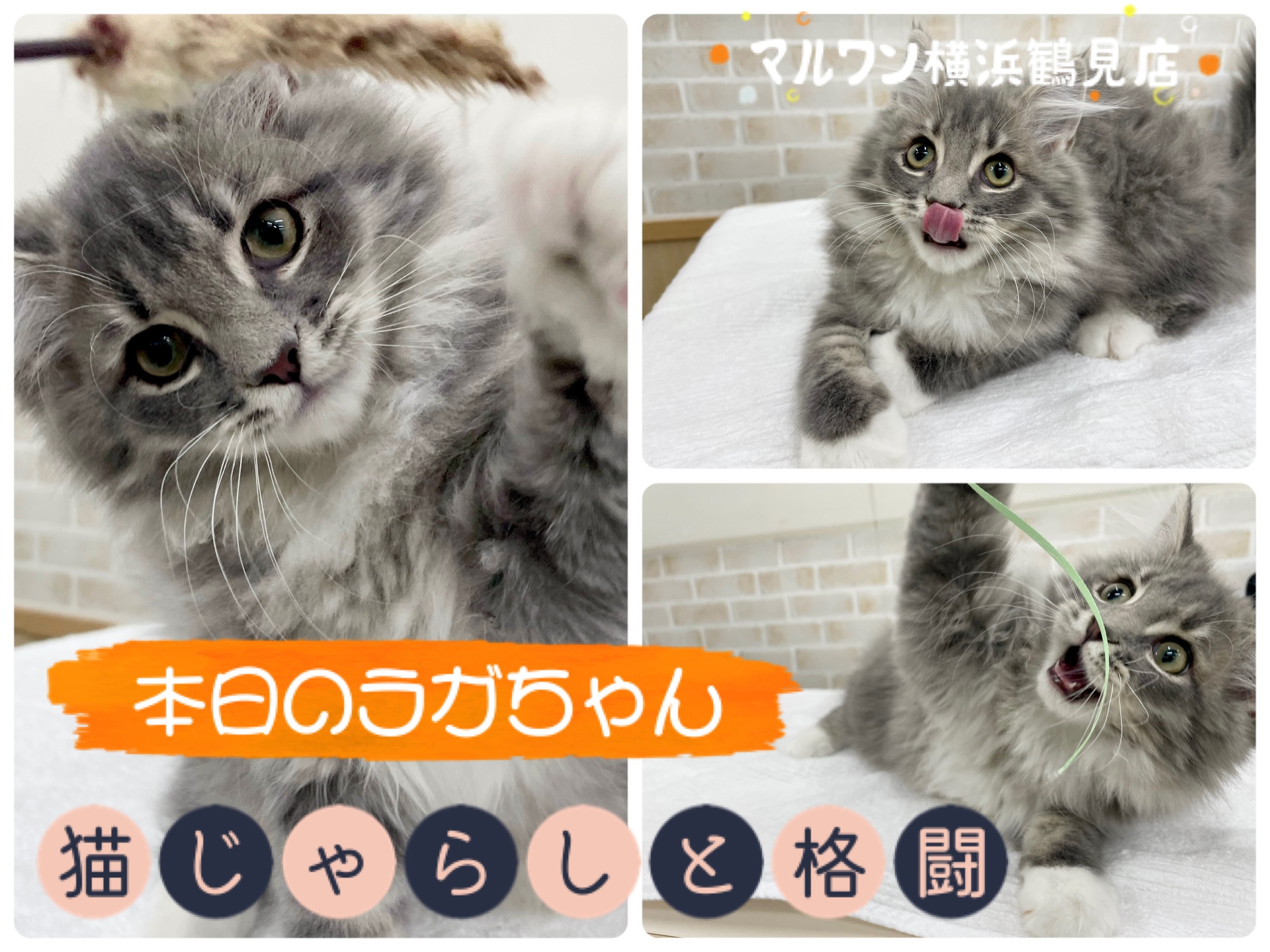 ラガマフィン 】本日のラガちゃん！猫じゃらしと格闘