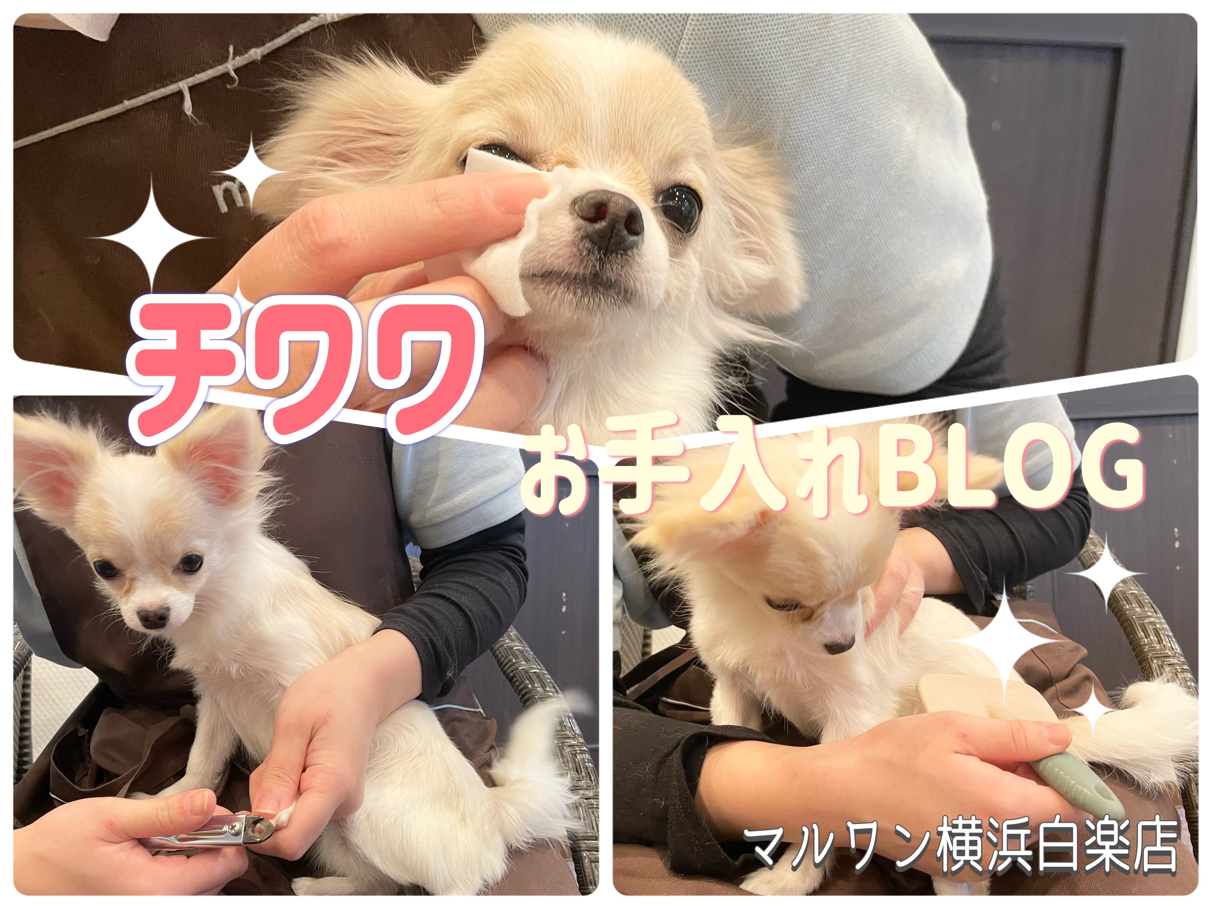 かわいい♡チワワちゃん　トレー☆小物入れ お手入れBLOG 】お手入れ上手に出来るかな？チワワ編 | マルワンBLOG