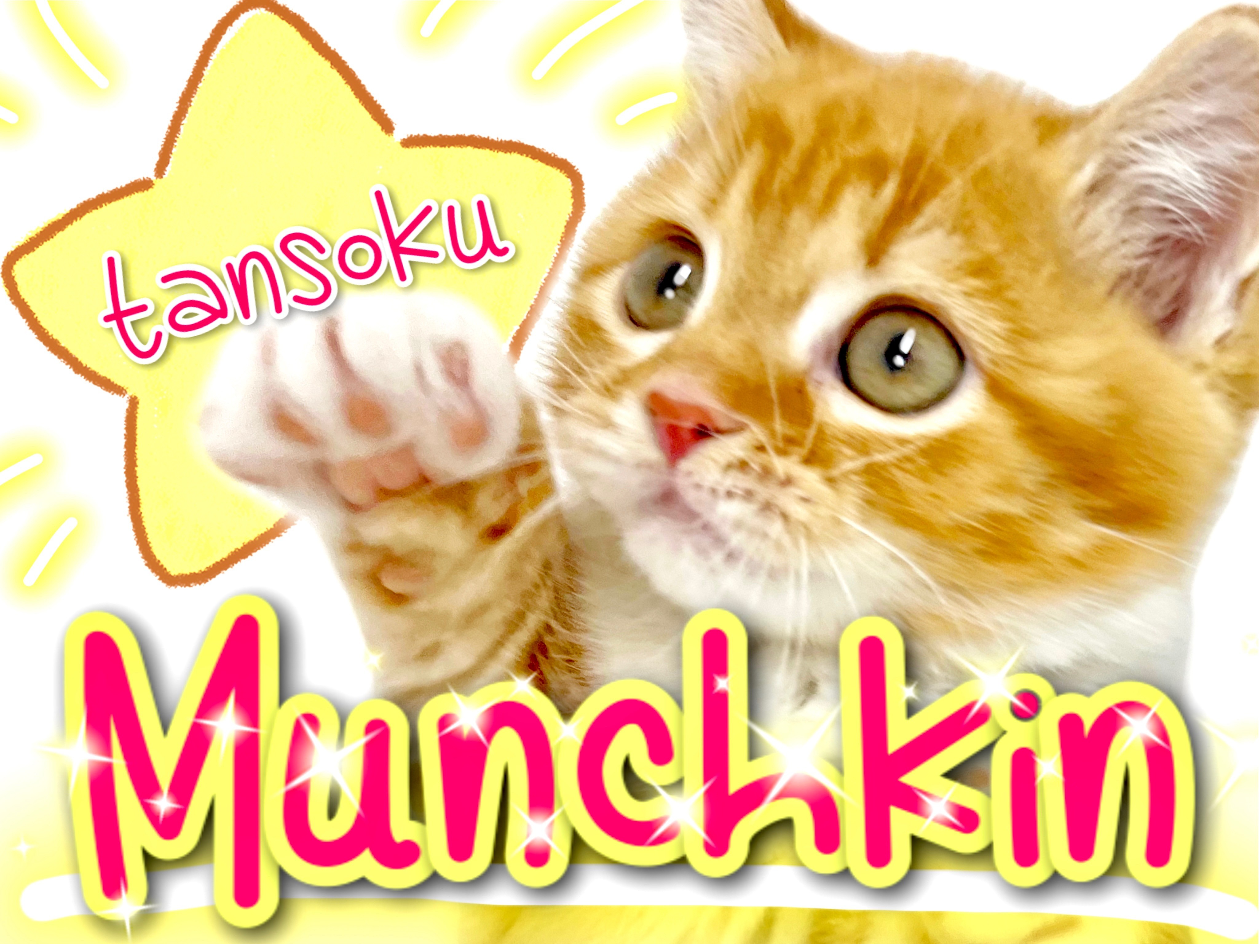 マンチカン 】この短足がたまらん！誰もが認める癒し系マンチ