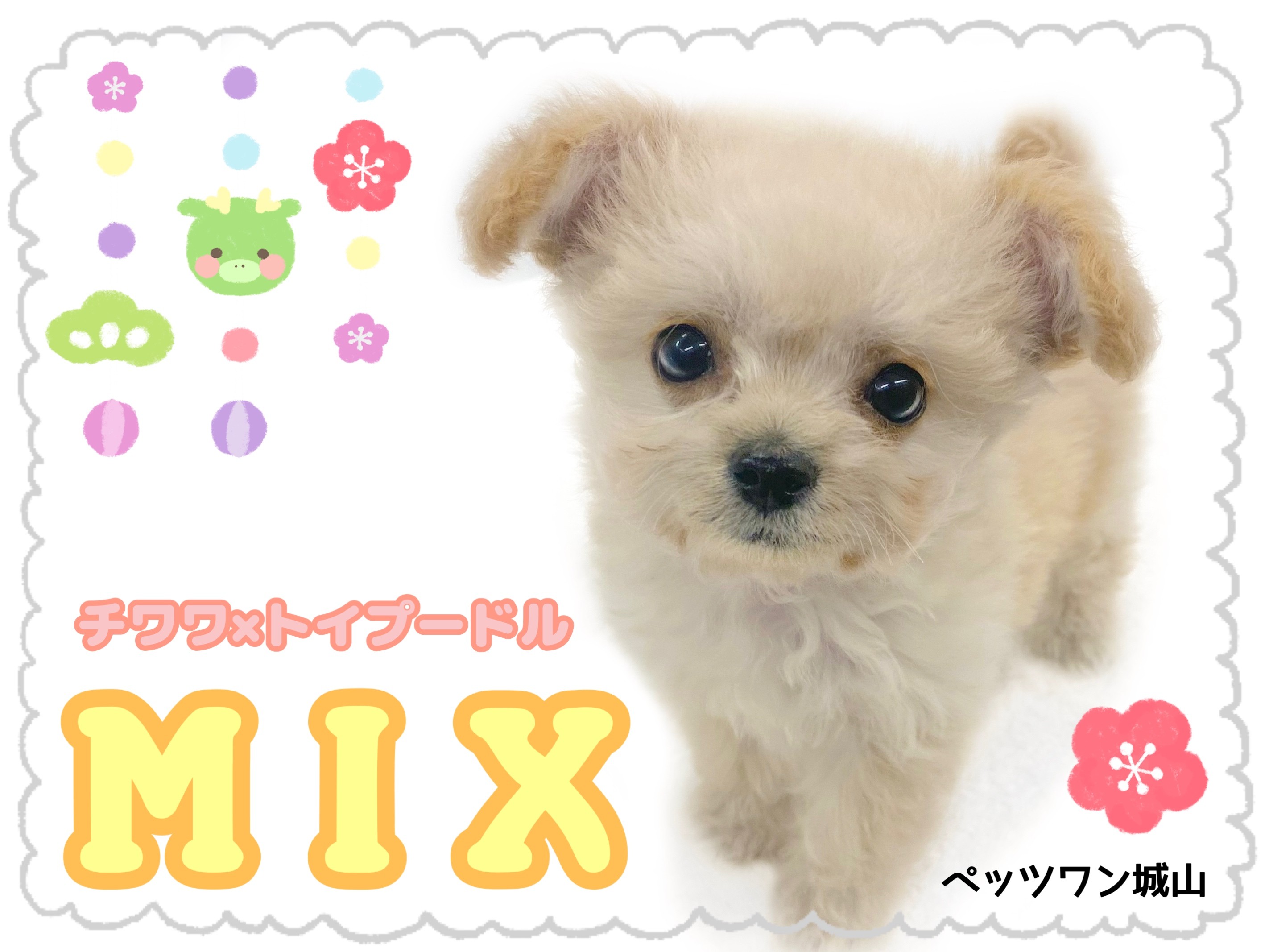 MIX 】ほんのりチークが可愛いチワプーの女の子が登場！ | マルワン