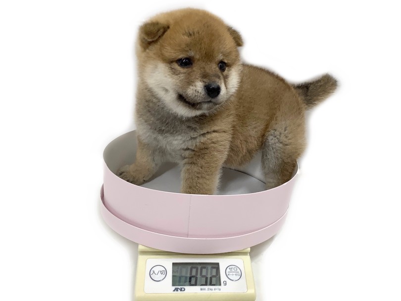現在の体重は852g。小柄な柴犬ちゃんです。 | 柴犬 （04-98） - さいたま 武蔵浦和店