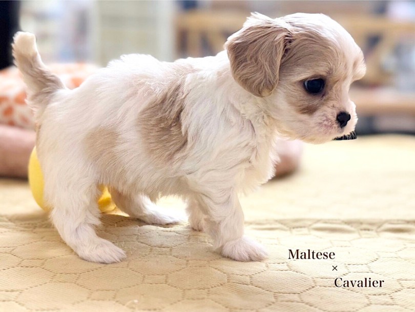 成犬時のサイズは3.0~6.0kg | MIX犬 マルキャバ （03-95） - 横浜 港北ニュータウン店