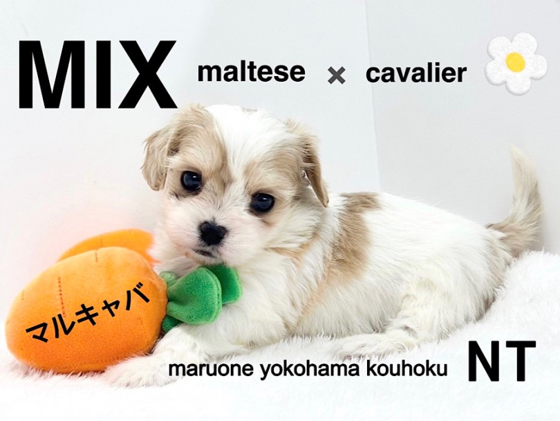 【 mix犬 】ハートの妖精マルキャバちゃん
