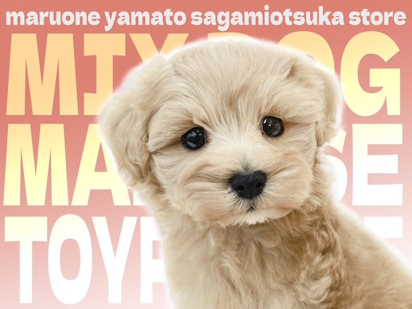 マルプー 】賢可愛いベビーフェイスのハイブリッドBOYは愛され要素満載