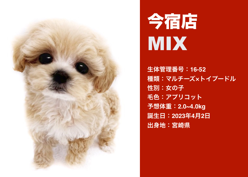 MIX犬特集 】1/11現在在店中の全店舗のオンリーワンなMIXをご紹介