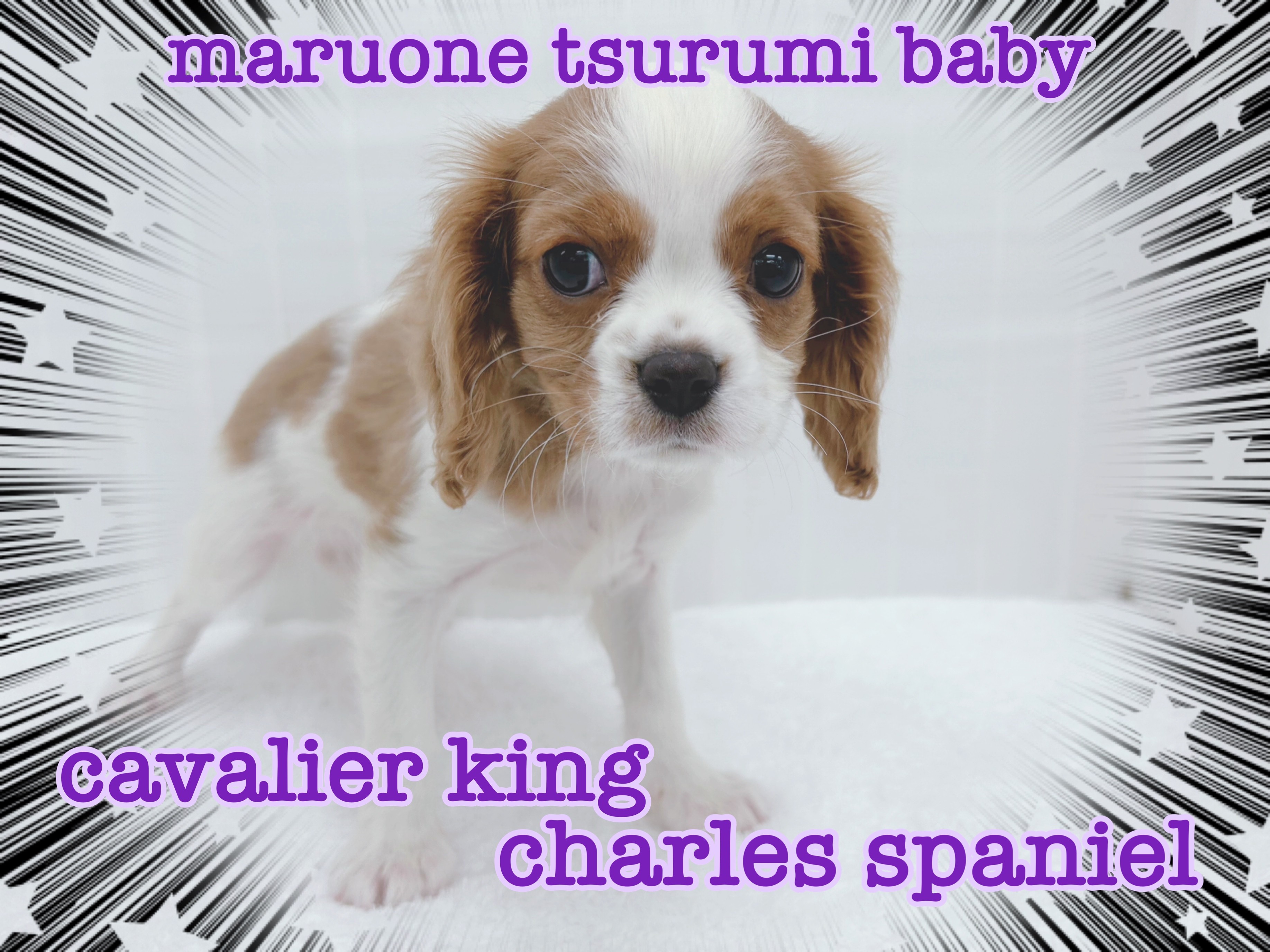 キャバリア 】温厚な性格で、大人気のブレンハイムカラーの女の子