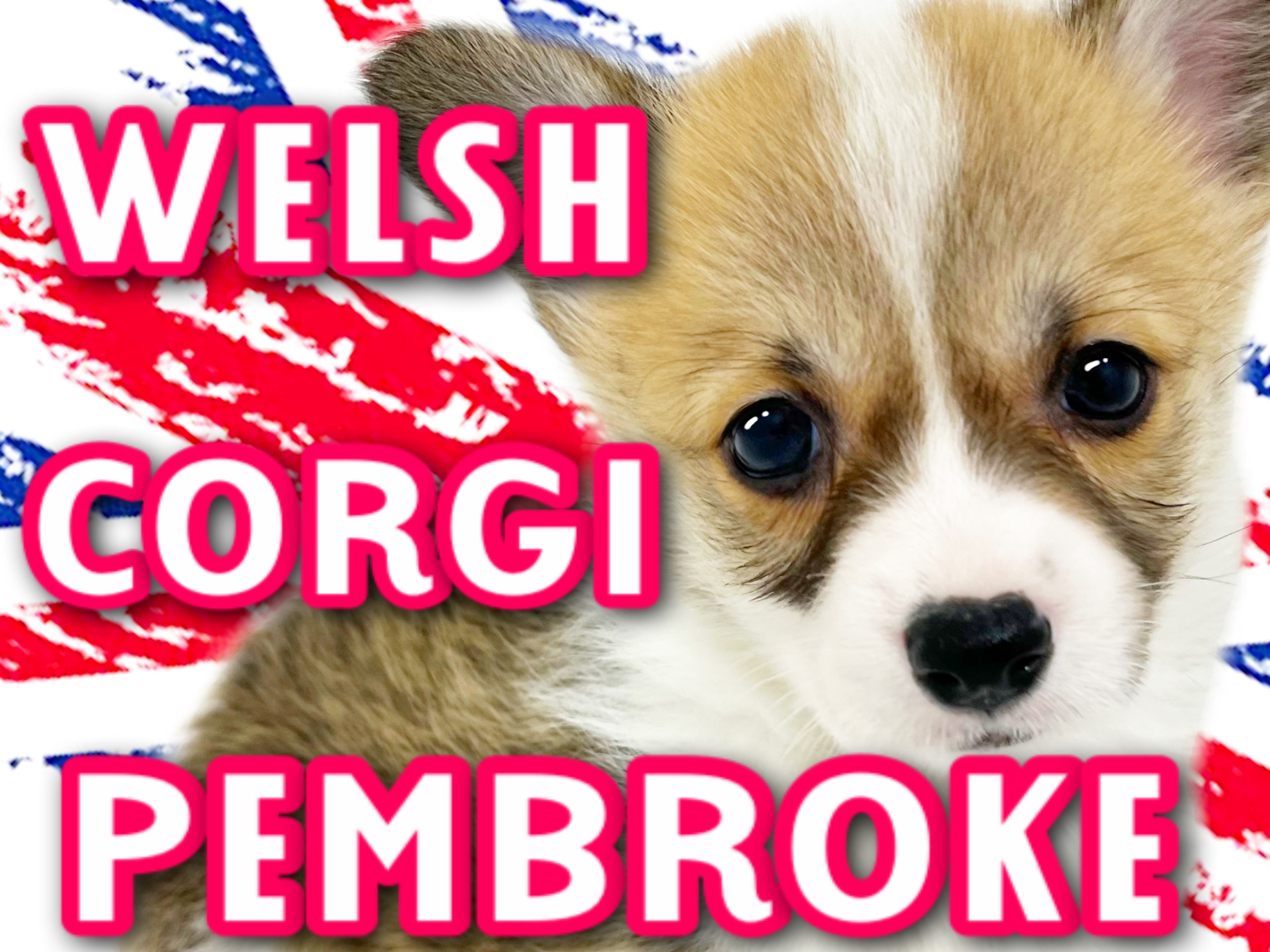 ウェルシュコーギーペンブローク 】むっちりBODYの短足ムードメーカー