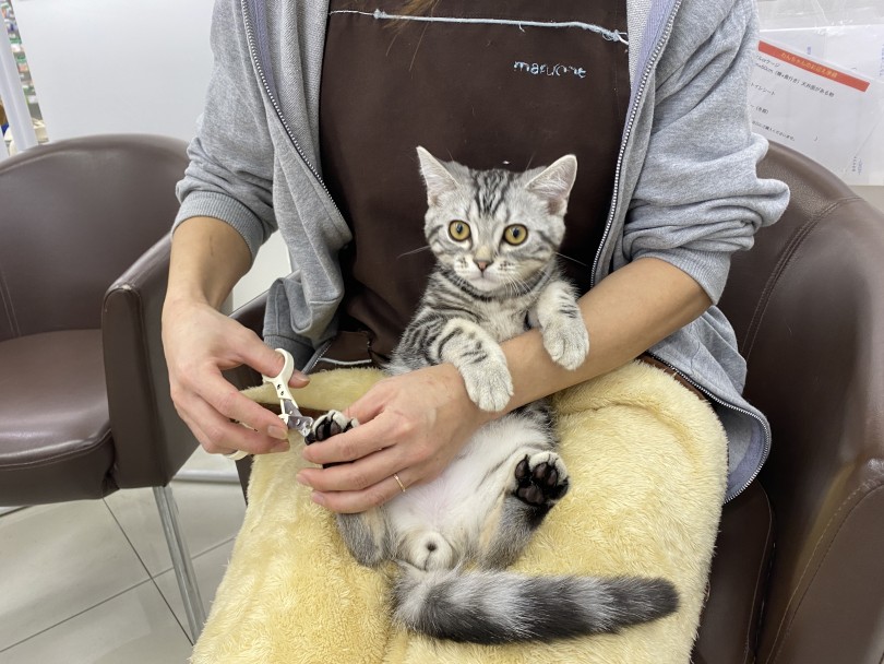 お腹を見せることに対して抵抗が全くありません♪ | アメリカンショートヘア （06-111） - 横浜 大倉山店