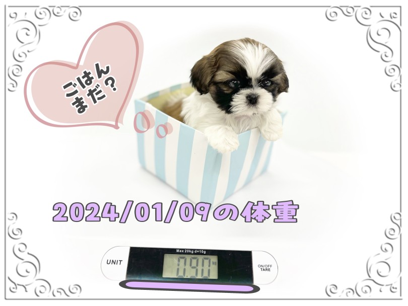 生後2ヶ月になったシーちゃんの体重は900g | シーズー （14-77） - 城山店