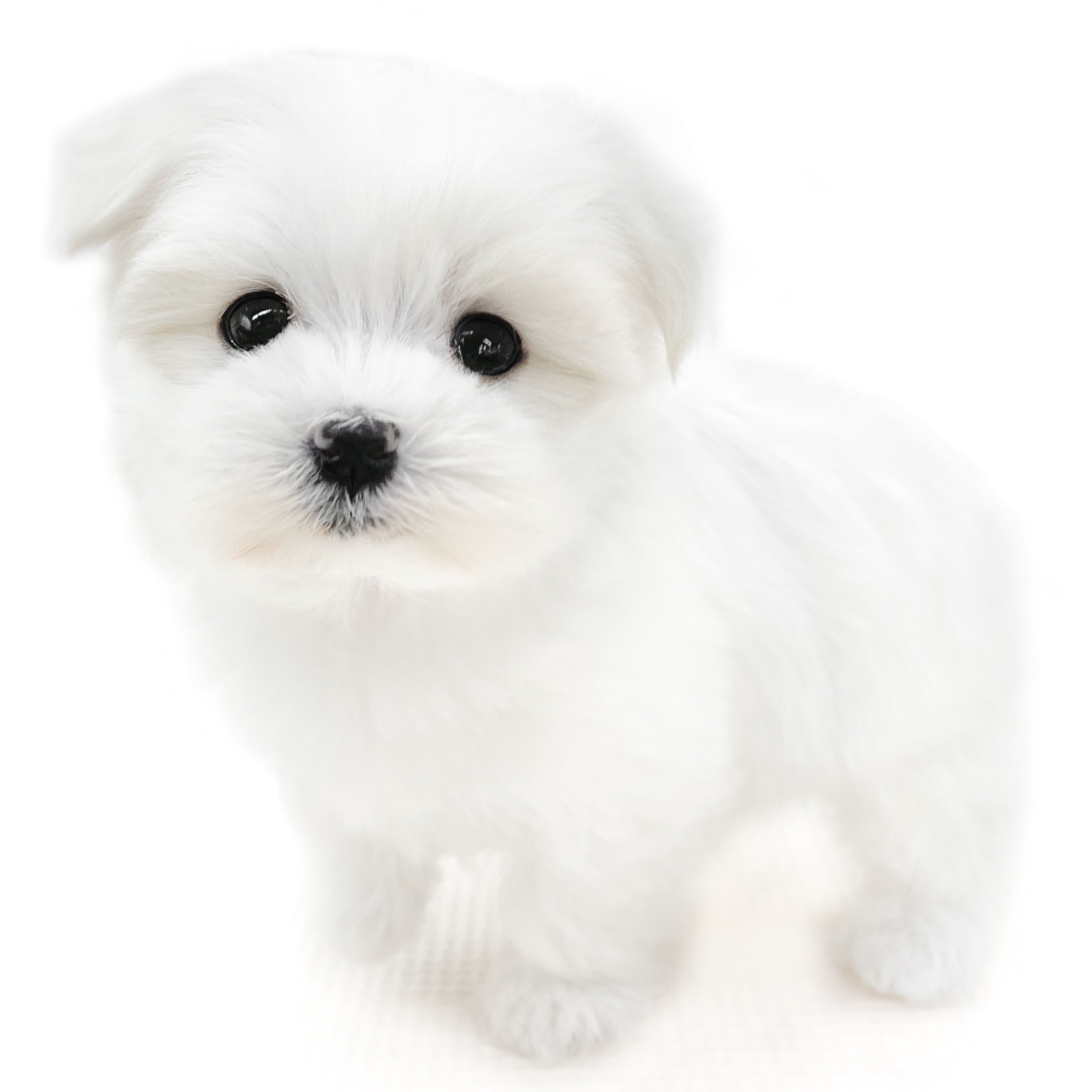 全日本送料無料 マルチーズ | ペットショップ マルワン 小さめ子犬 美形な子猫 人形