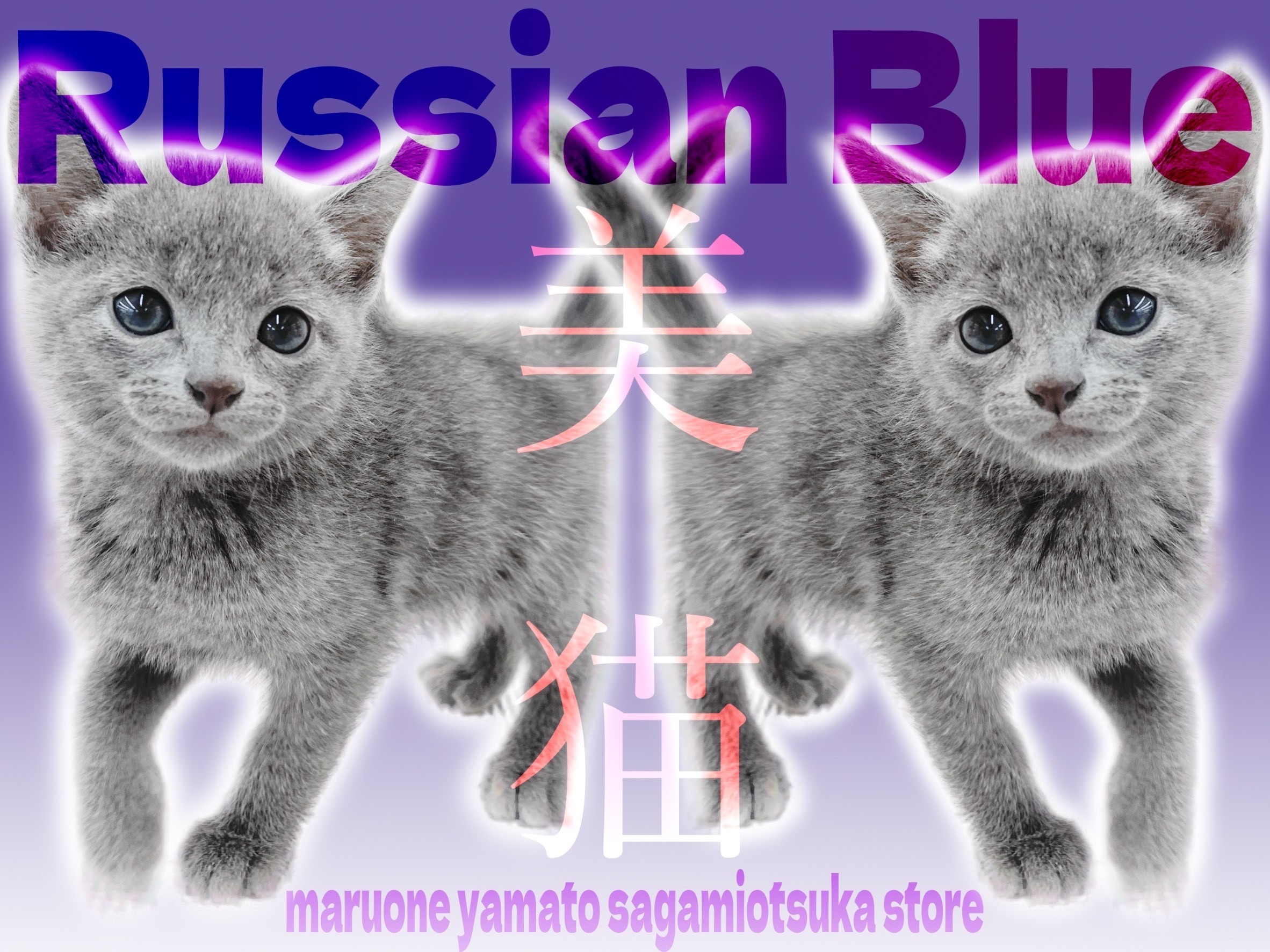 ロシアンブルー 】美しいアッシュブルーの被毛をまとったギャップ