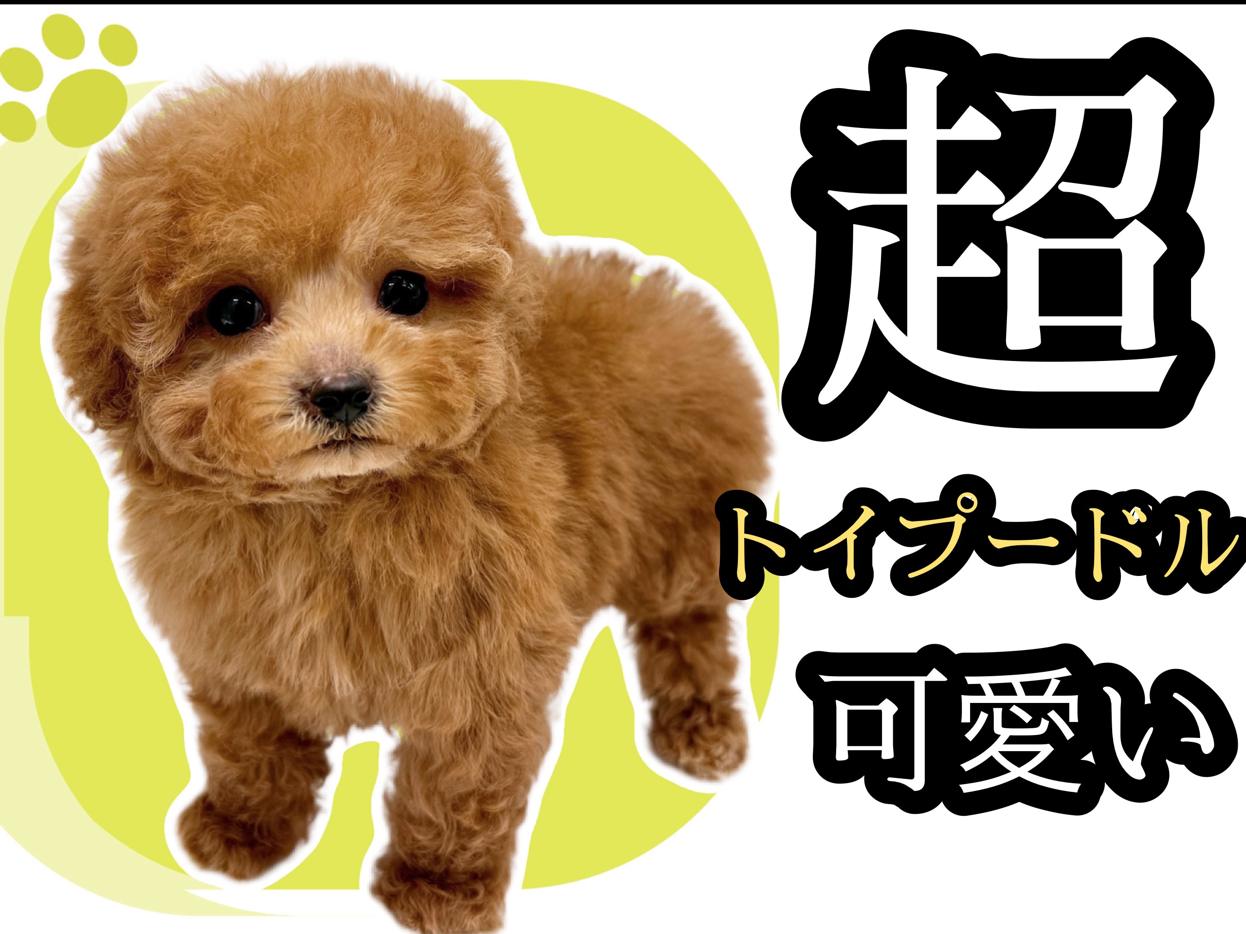 トイプードル 】過去最高レベルの激カワプーちゃんのフォトギャラリー