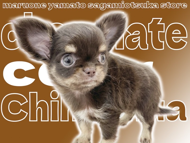 f90196434f32ccb253f5041ef99274