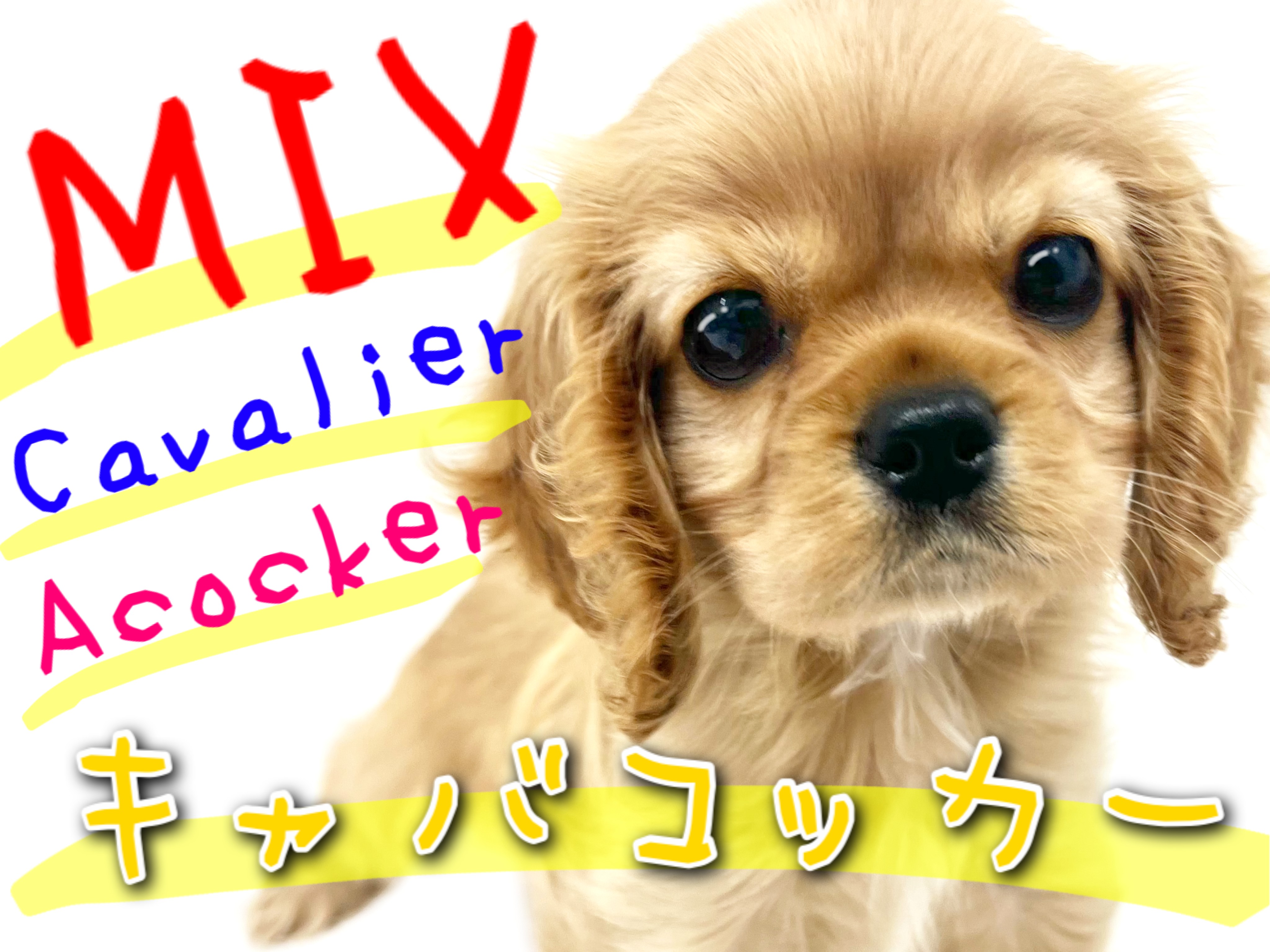 MIX 】たれ耳可愛いキャバリア×コッカーのスパニエルMIX！ | マルワン 