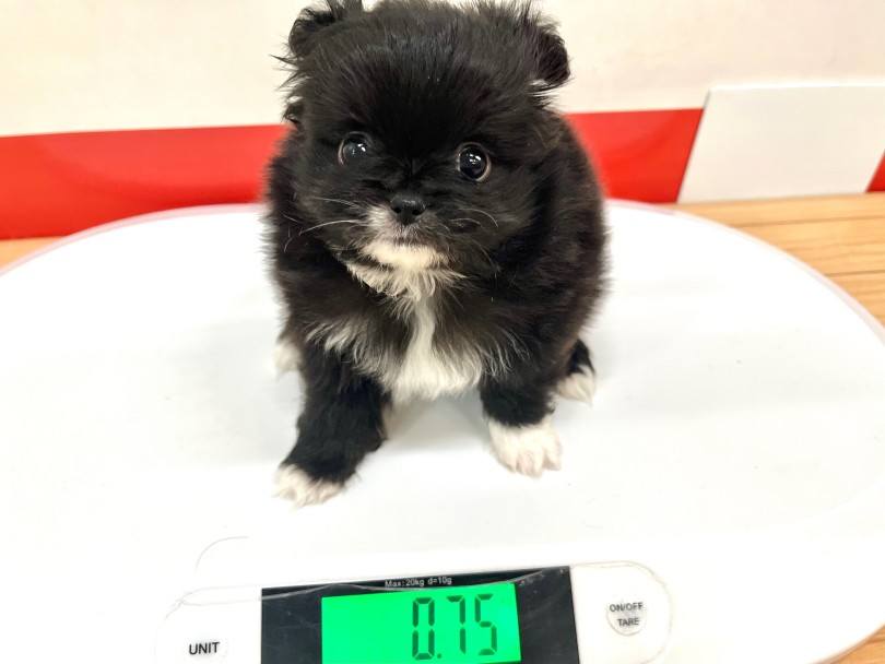 成犬時の予想体重は2～5kg | MIX犬 ポメペキ （18-280） - 横浜 元町店