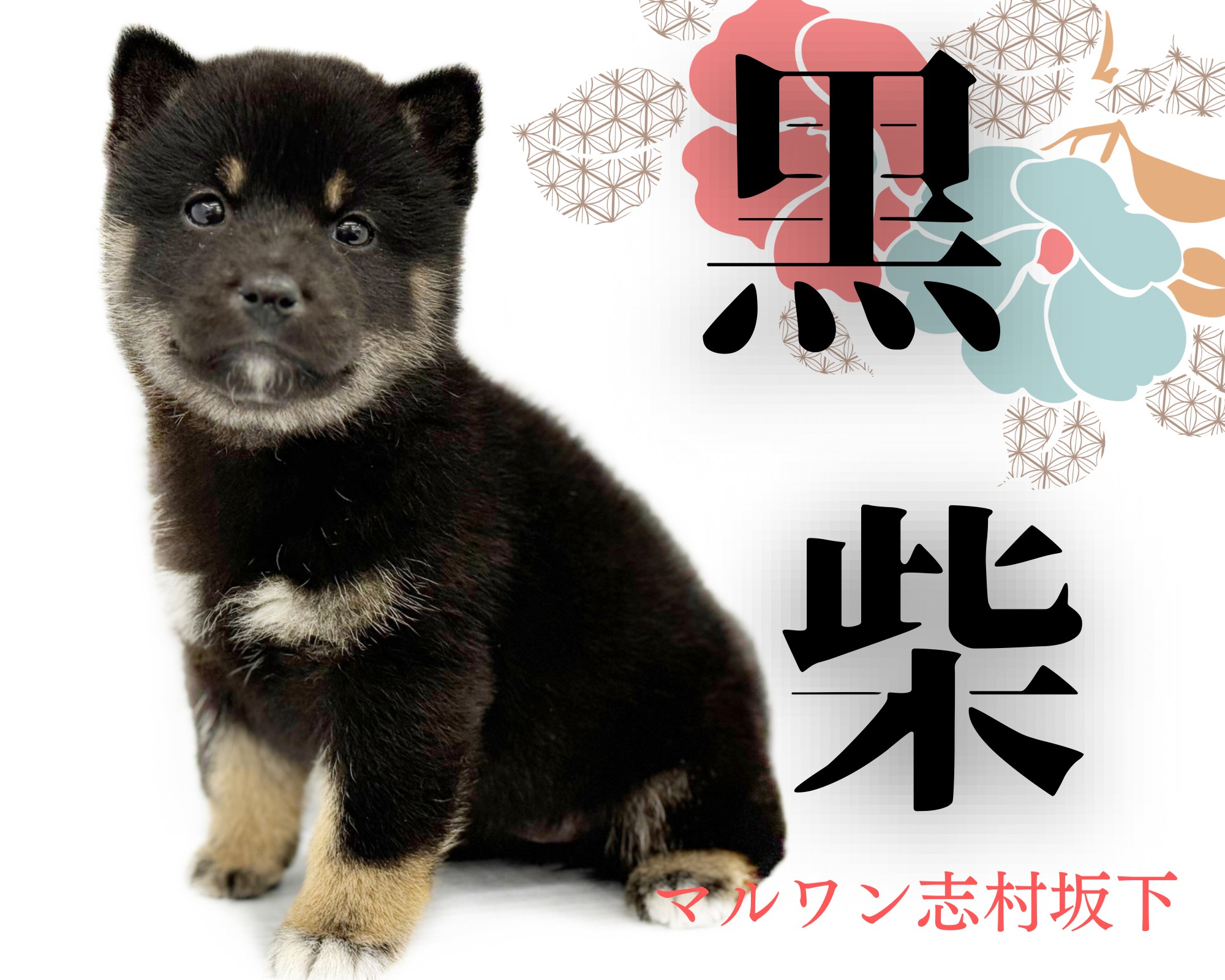 柴犬 】マロ眉が愛らしいムッチリボディの黒柴ちゃん！生活ポイントも