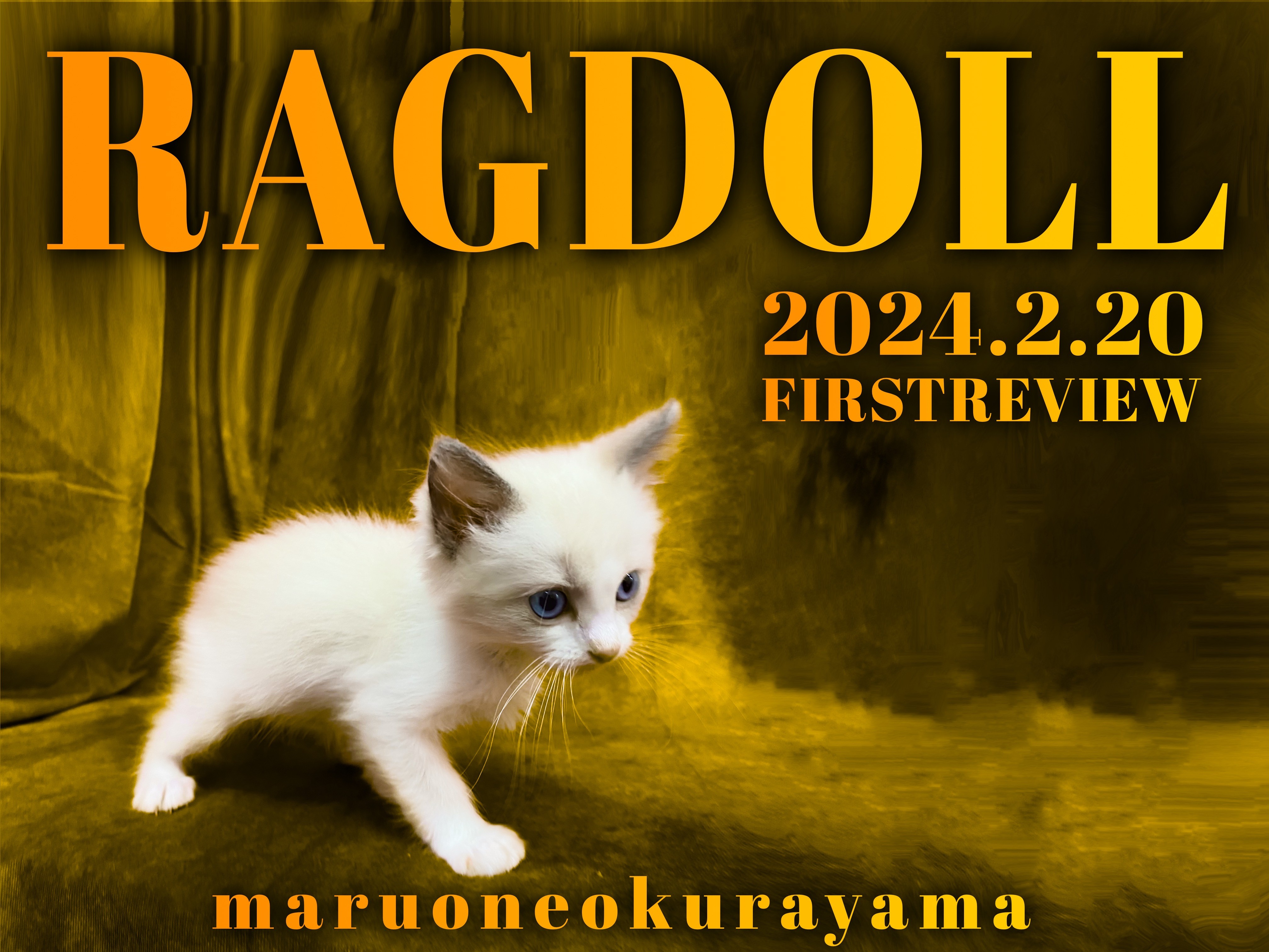 ラグドール 】パパはACCチャンピオン！でも気取らず人にはデレデレ