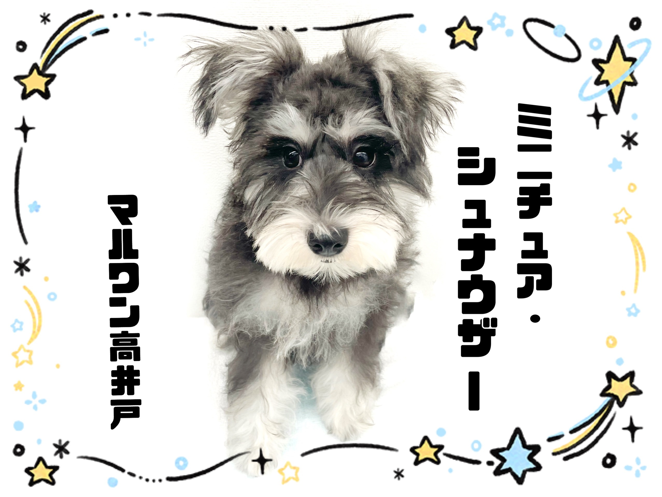 ミニチュアシュナウザー 】生後5か月で3.3kg！食欲旺盛な甘えん坊の