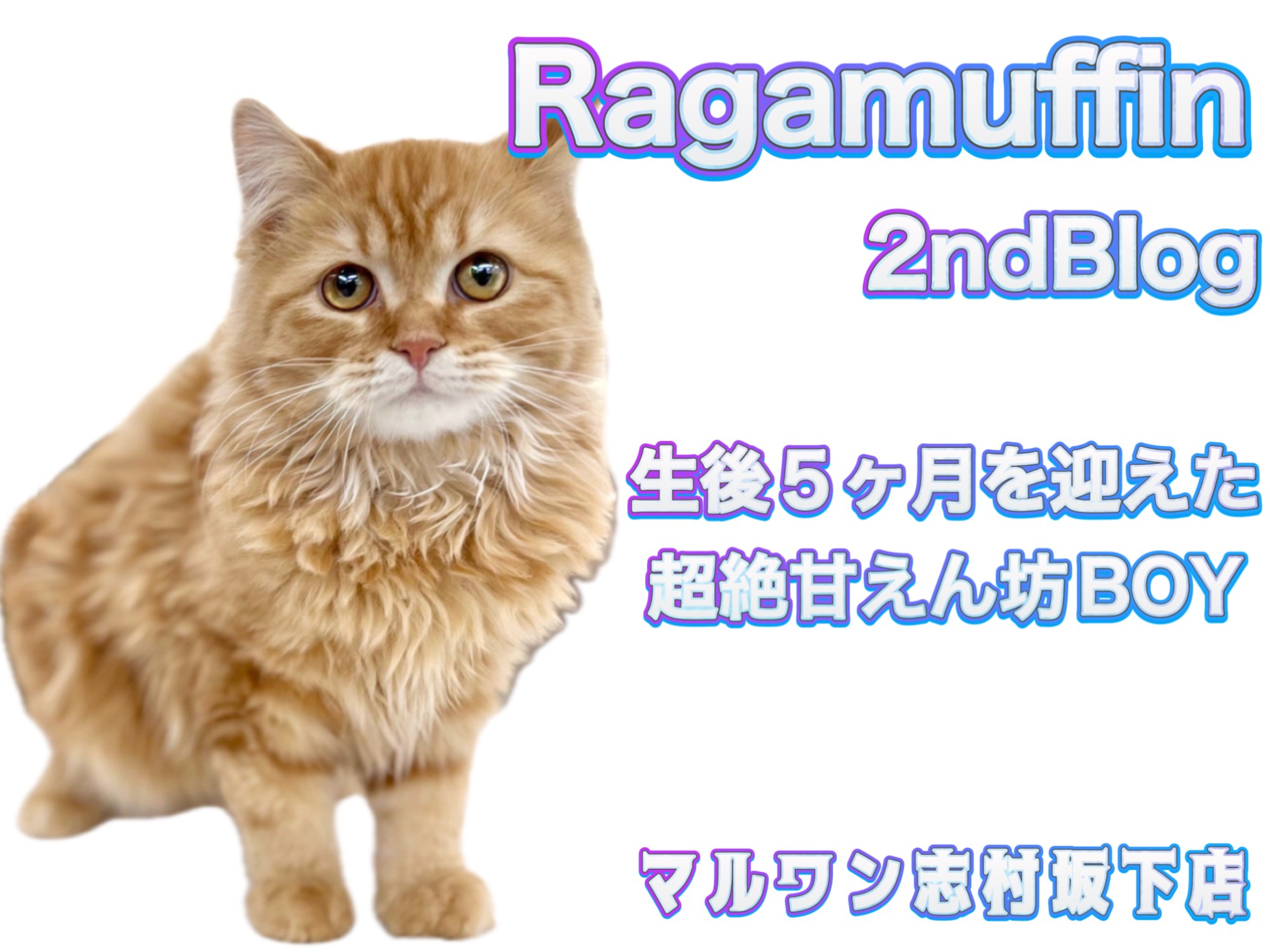 ラガマフィン 】お留守番もOK！生後5ヶ月の超フレンドリーな温厚BOY