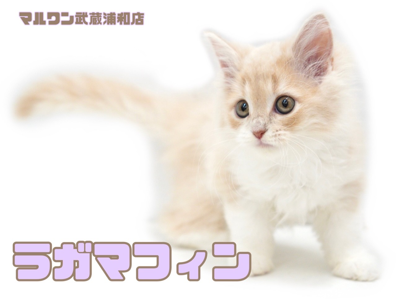 ラガマフィン 】癒しのクリームカラーが可愛い甘えん坊な女の子