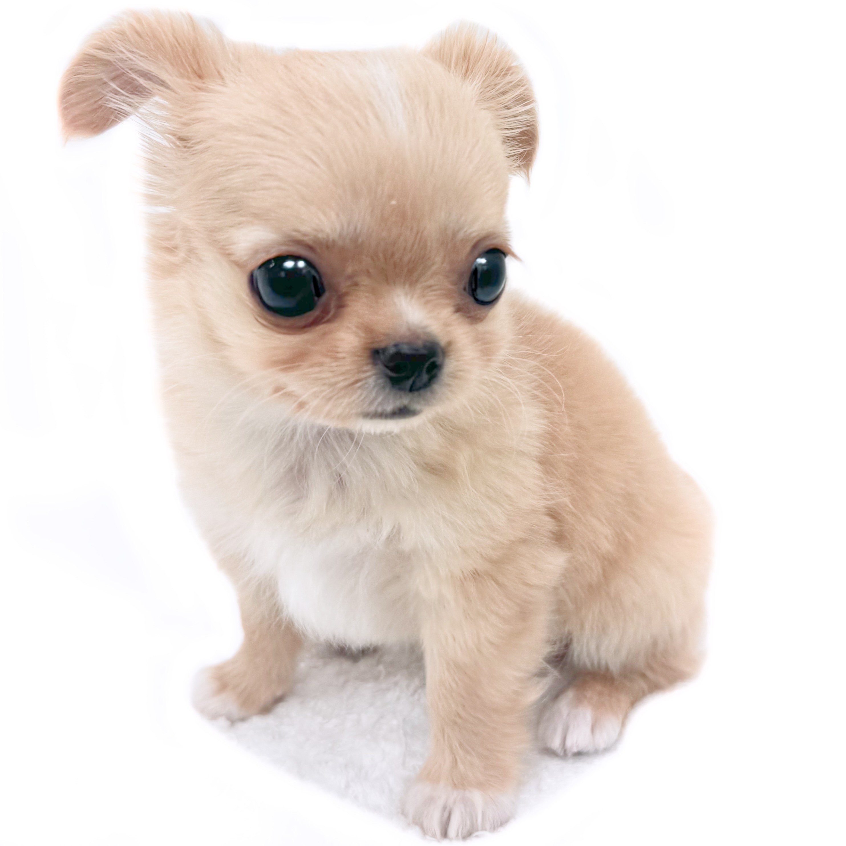 チワワ | ペットショップ マルワン 小さめ子犬 美形な子猫 初心者安心