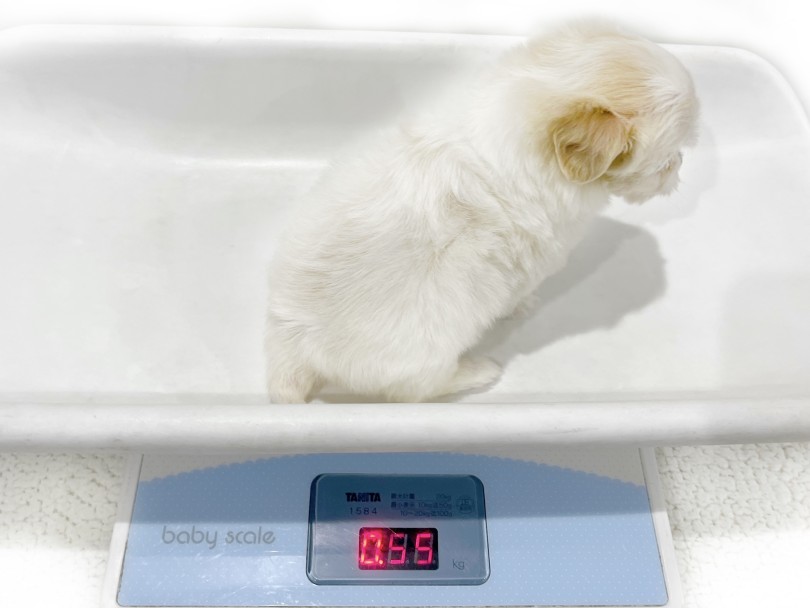 成犬時の予想体重は5kgほど | MIX犬 ビションキャバション （02-63） - 横浜 白楽店