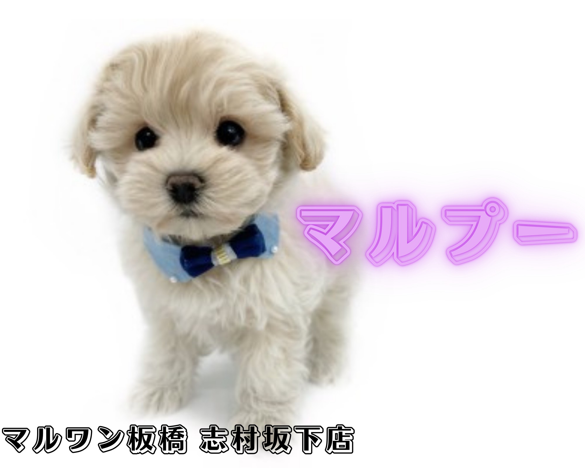 MIX犬 】マルチーズとトイプードルを両親に持つ毛量たっぷりのおっとり