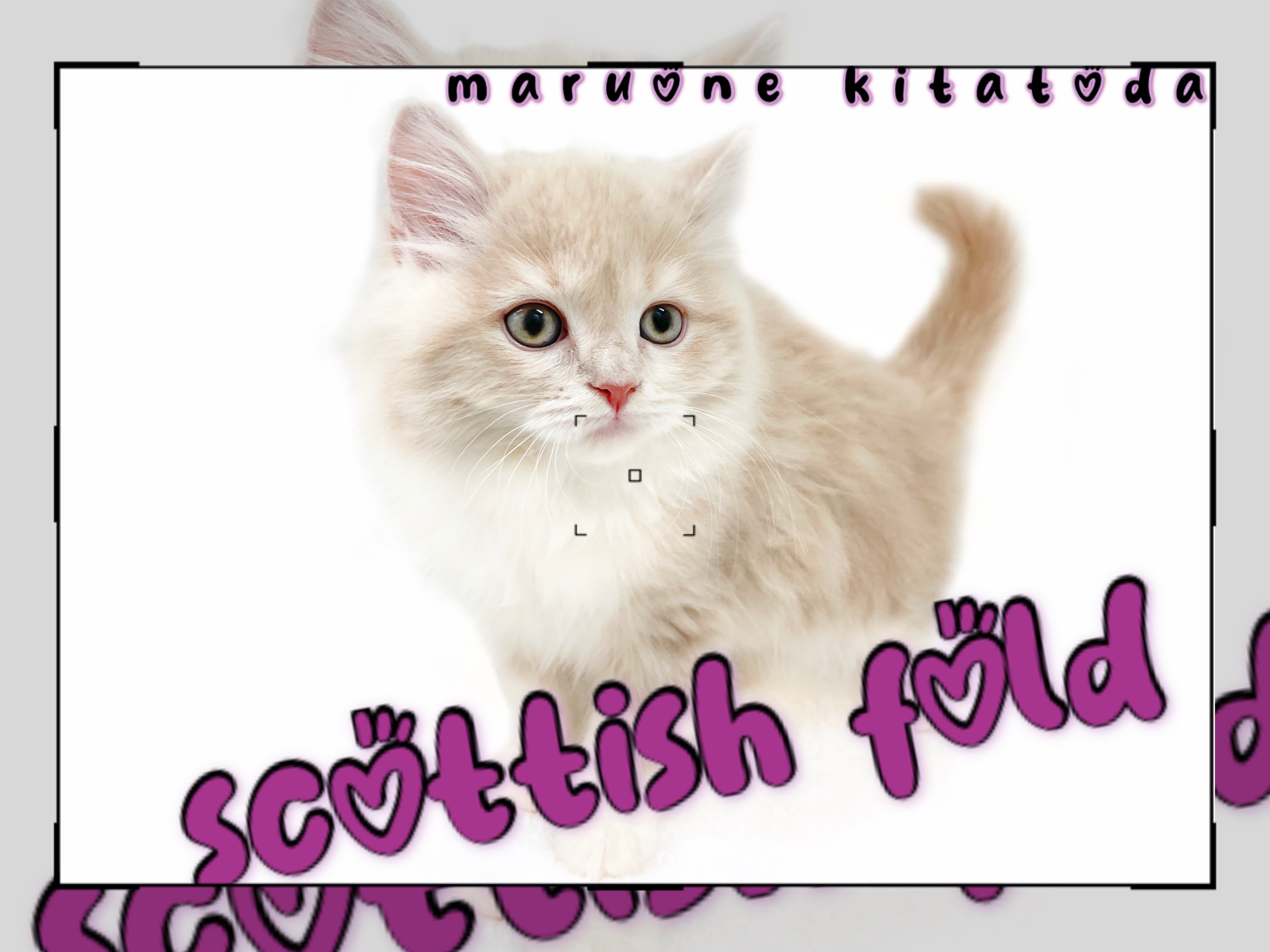 スコティッシュフォールド 】エレガントさとフレンドリーさを兼ね備え