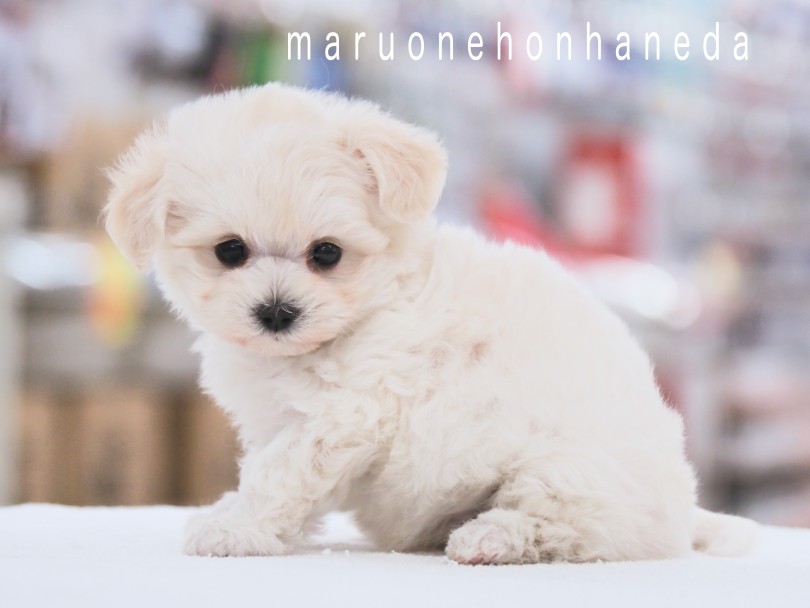 可愛さ優勝です。。。 | MIX犬 マルプー （05-86） - 本羽田店