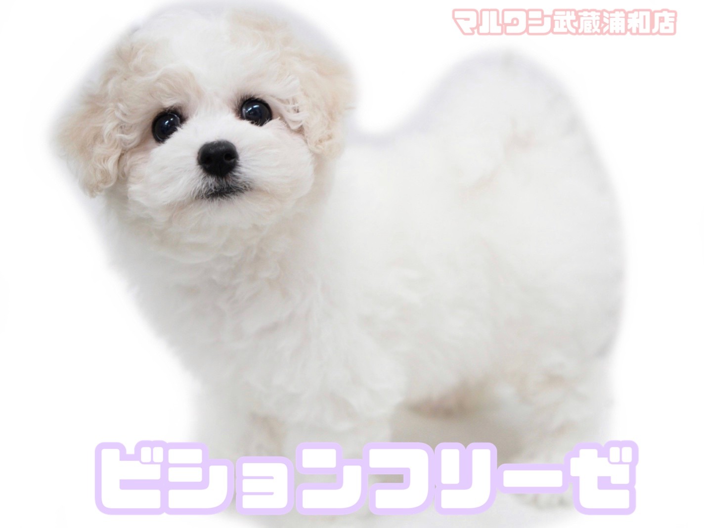 ウインドベル　ビションフリーゼ　希少 ビションフリーゼ 】キャバションをも凌駕するレアカラーの目ヂカラ