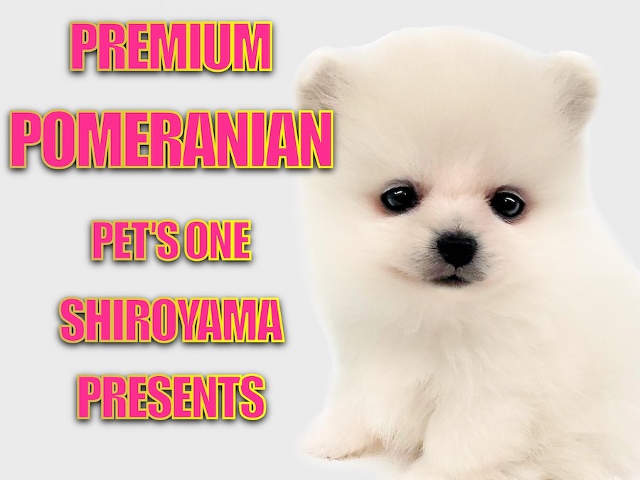 確認ページ♡ポメラニアン ポメラニアン 】 プレミアム認定！極上ポメラニアンがやってきた