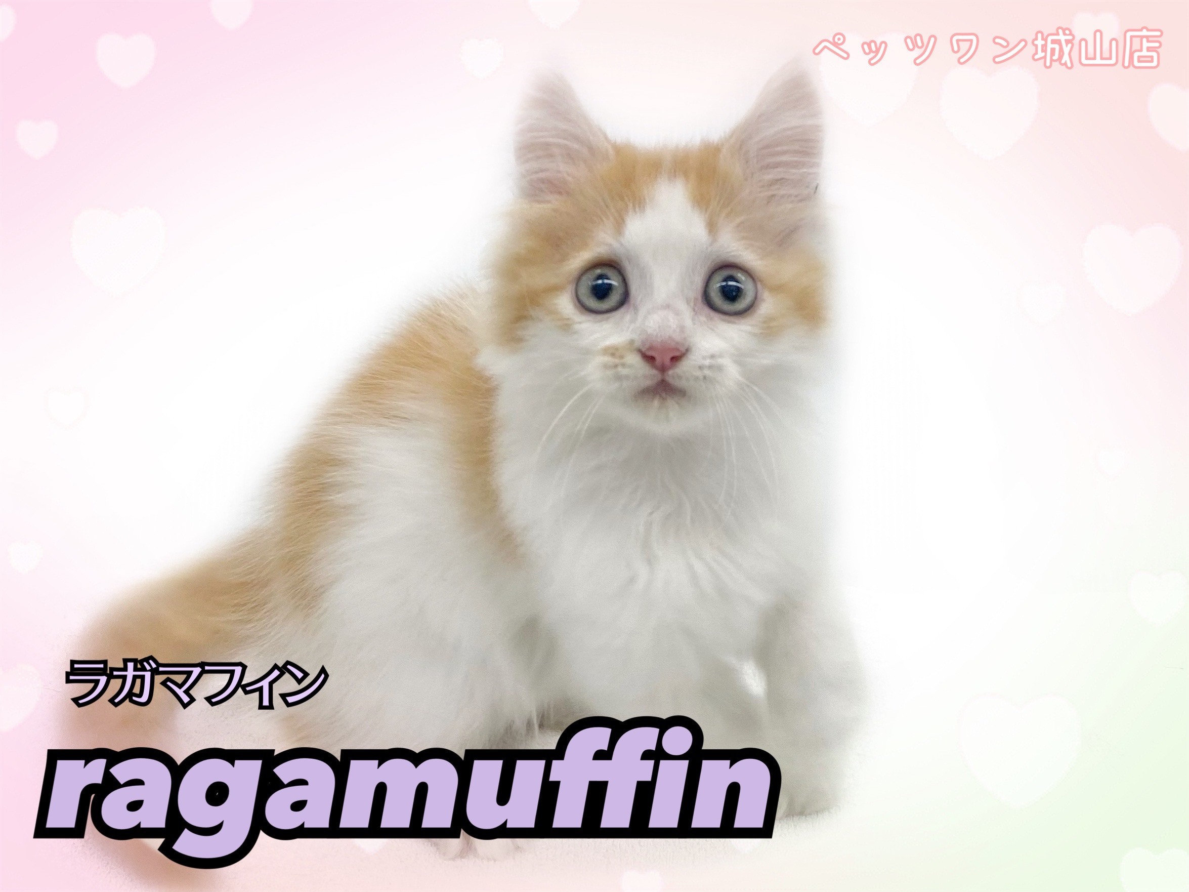 ラガマフィン 】 ハチワレマークが愛らしいレッドタビーの甘えん坊な