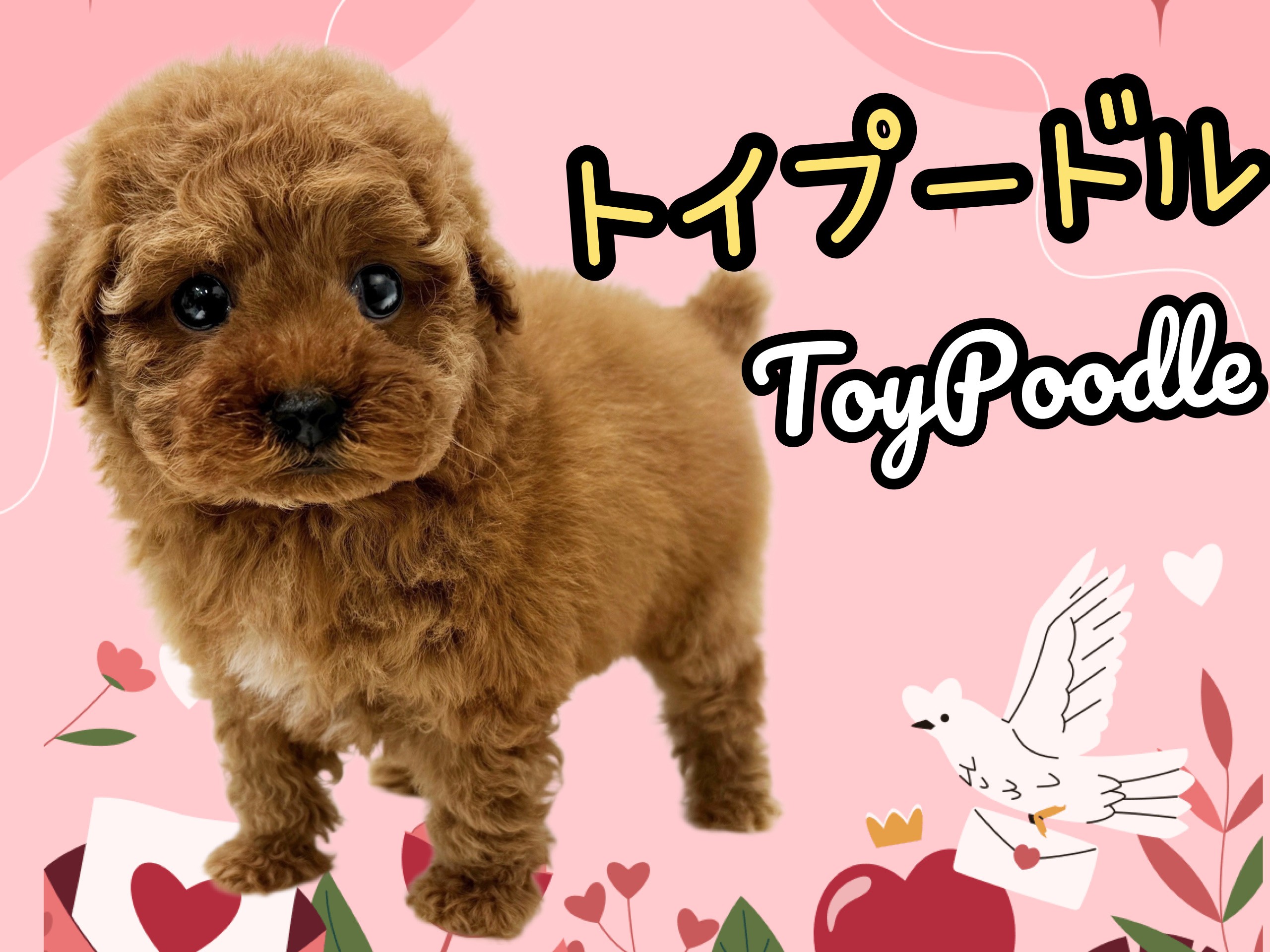 トイプードル 】飼いやすさ抜群の大人気犬種！毛の抜け難いカーリー