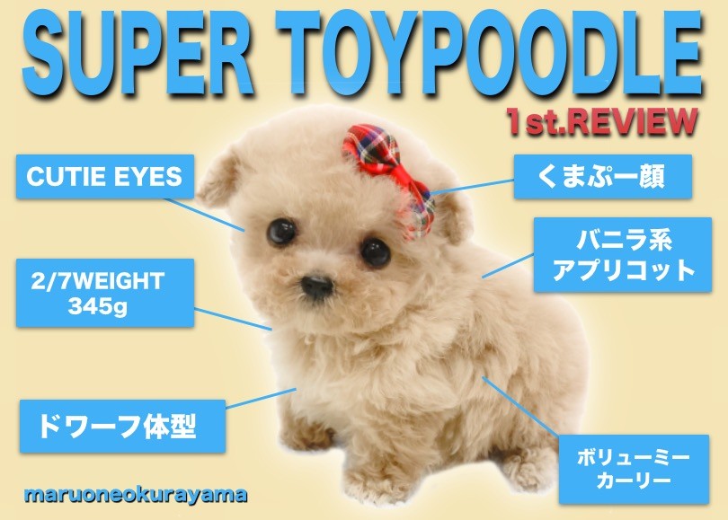 トイプードルアプリコットちゃん♡立ちポーズ。ビッグサイズ