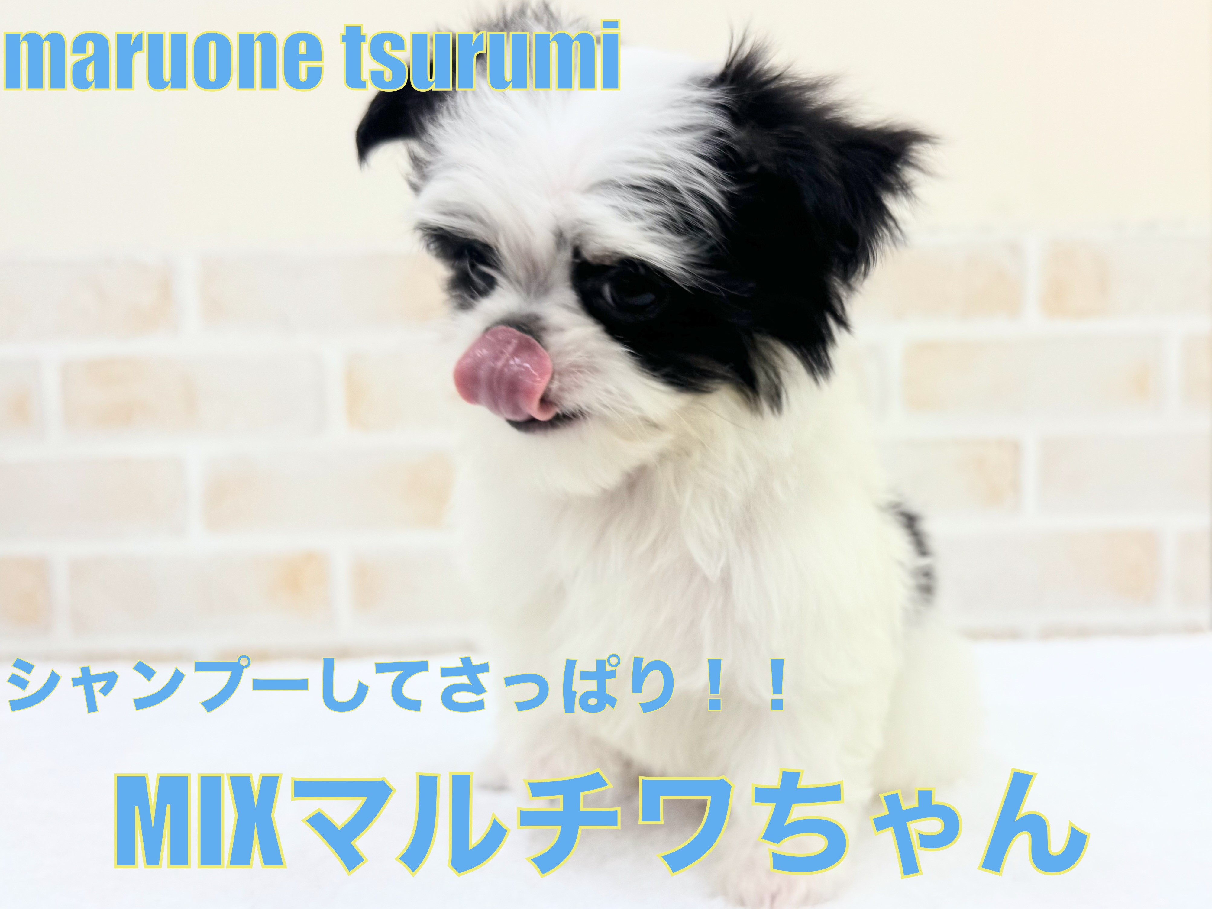 MIX 】2ndブログ！マルチワちゃんシャンプーに挑戦！！ | マルワンBLOG