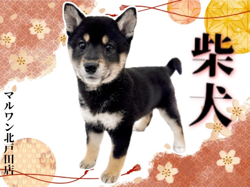 【 柴犬 】和の魅力がたっぷり！世界中で根強い人気を持つ和犬が北戸田店に登場！