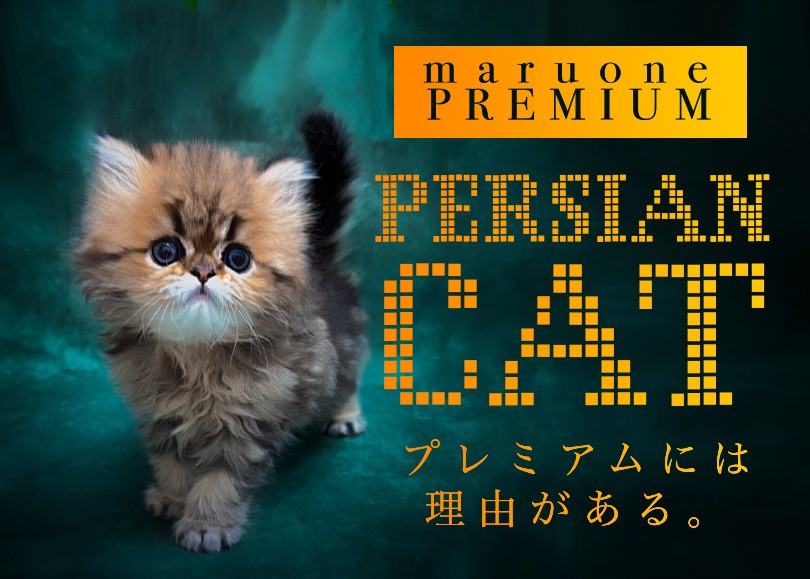 ペルシャ 】度肝を抜くほどに愛らしい王道ルックスを持つチンチラ
