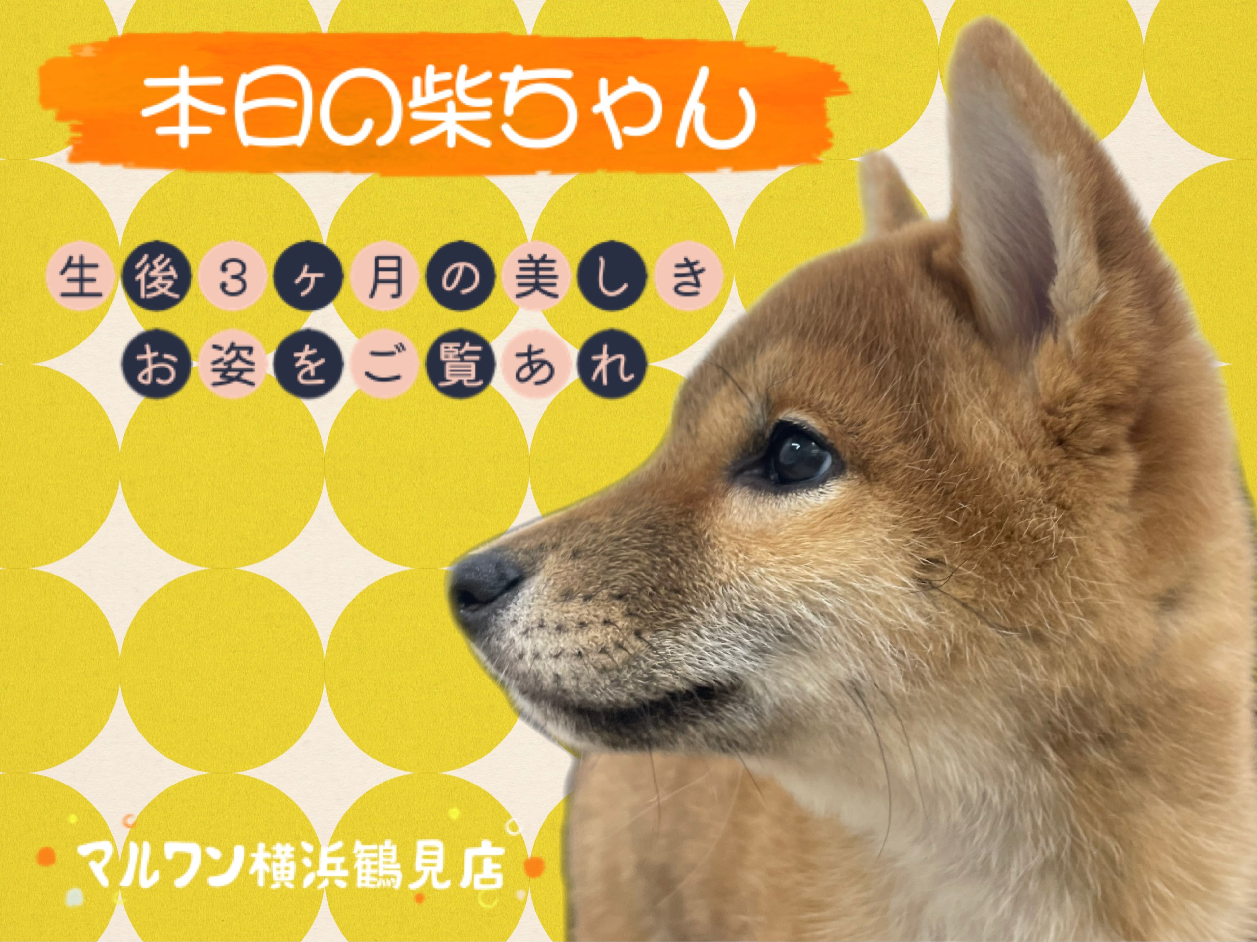 柴犬 】本日の柴ちゃん！生後3ヶ月の美しきお姿をご覧あれ 