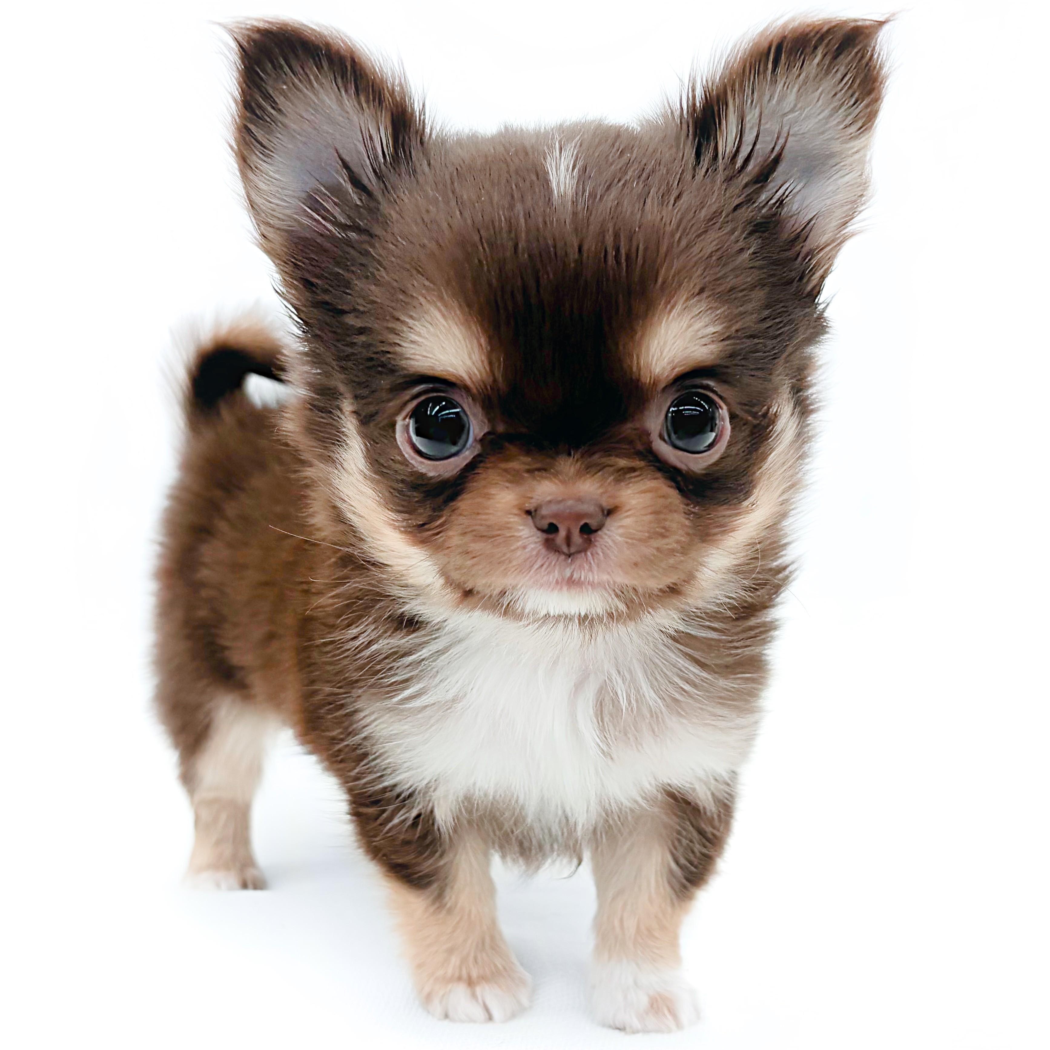 黒ねこ専用　パネル　チワワちゃん柄　45枚 イシハラペットワールド | イシハラブリードチワワちゃん店頭