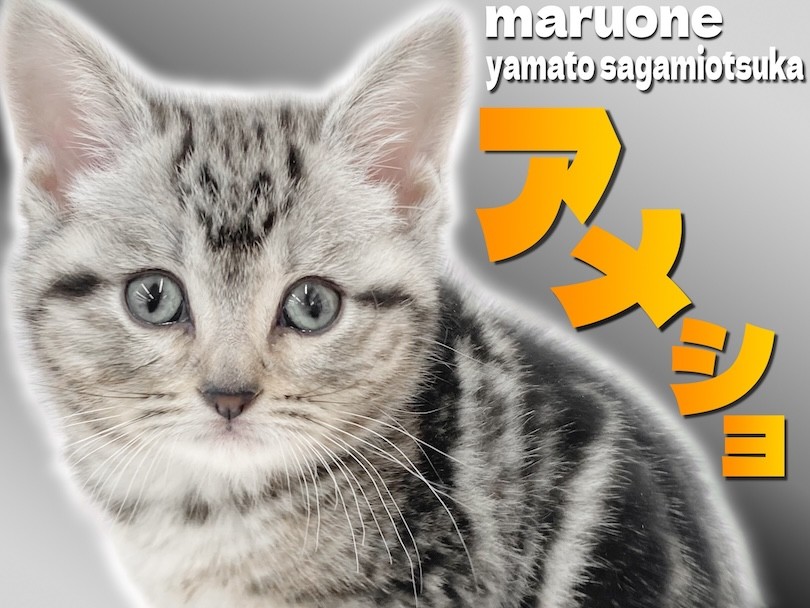 アメリカンショートヘア 】王道を行く人気！目尻のクレオパトラライン