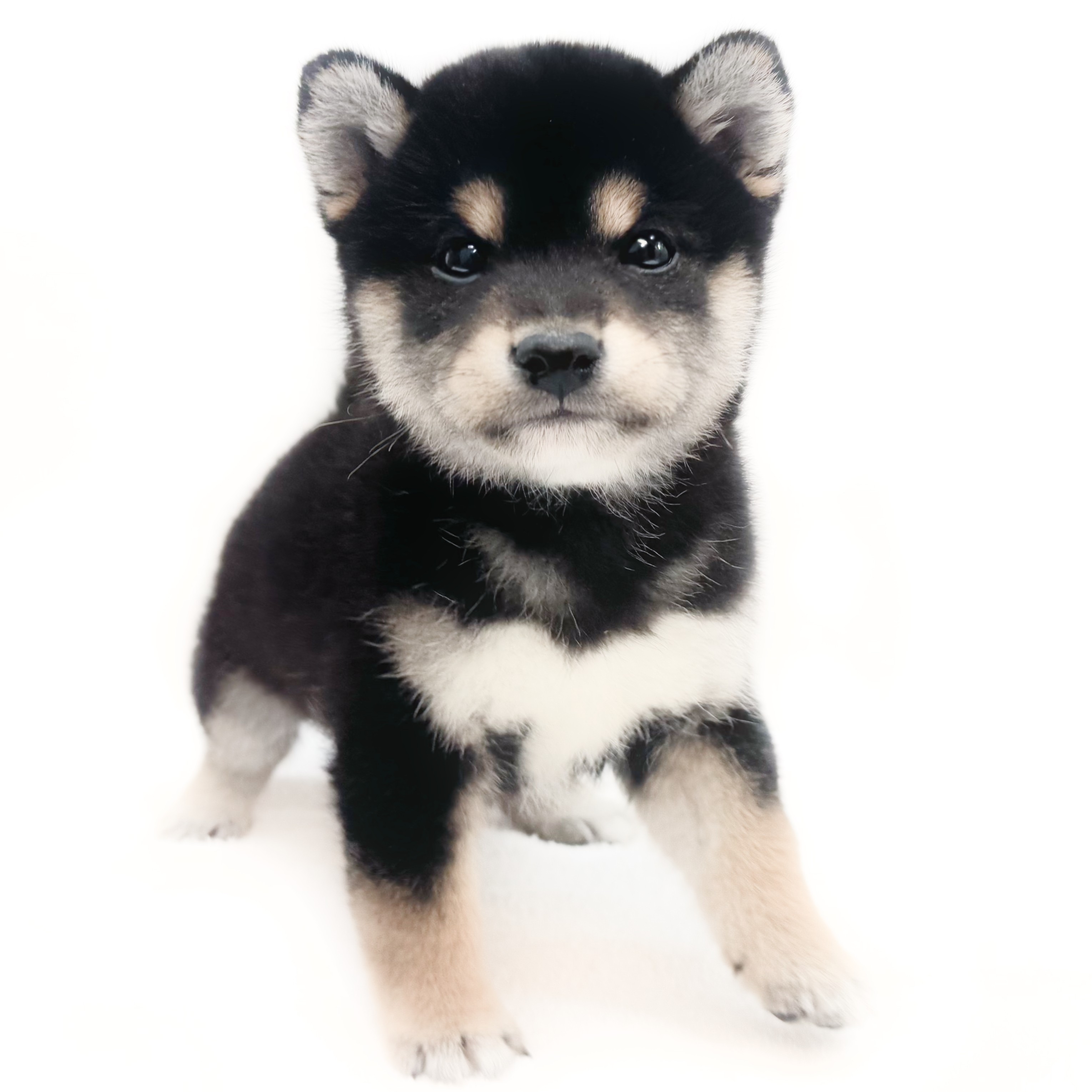 柴犬 | ペットショップ マルワン 小さめ子犬 美形な子猫 初心者安心の 