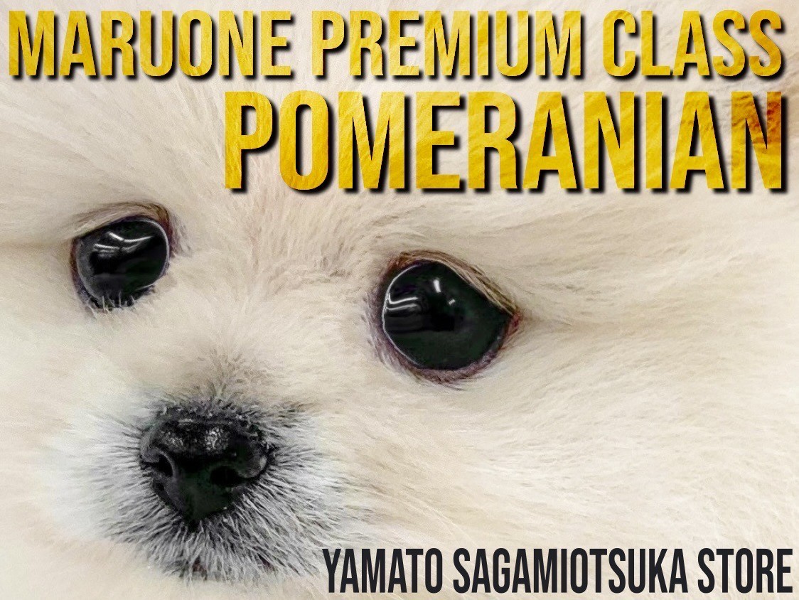 ポメラニアン 】プレミアム認定！ポメ界に降臨した圧倒的に可愛い