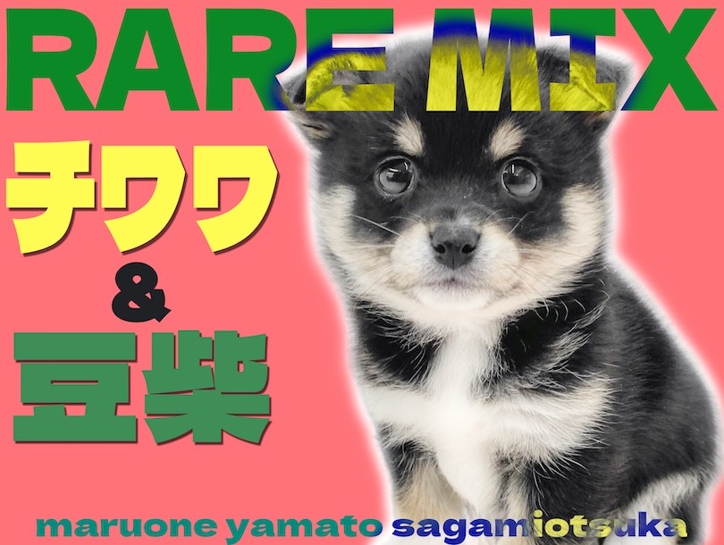 MIX 】オンリーワンな魅力たっぷり！チワワと豆柴のミックス犬チワ豆登場！ | マルワンBLOG | ペットショップ マルワン 小さめ子犬 美形な子猫  初心者安心のサポート