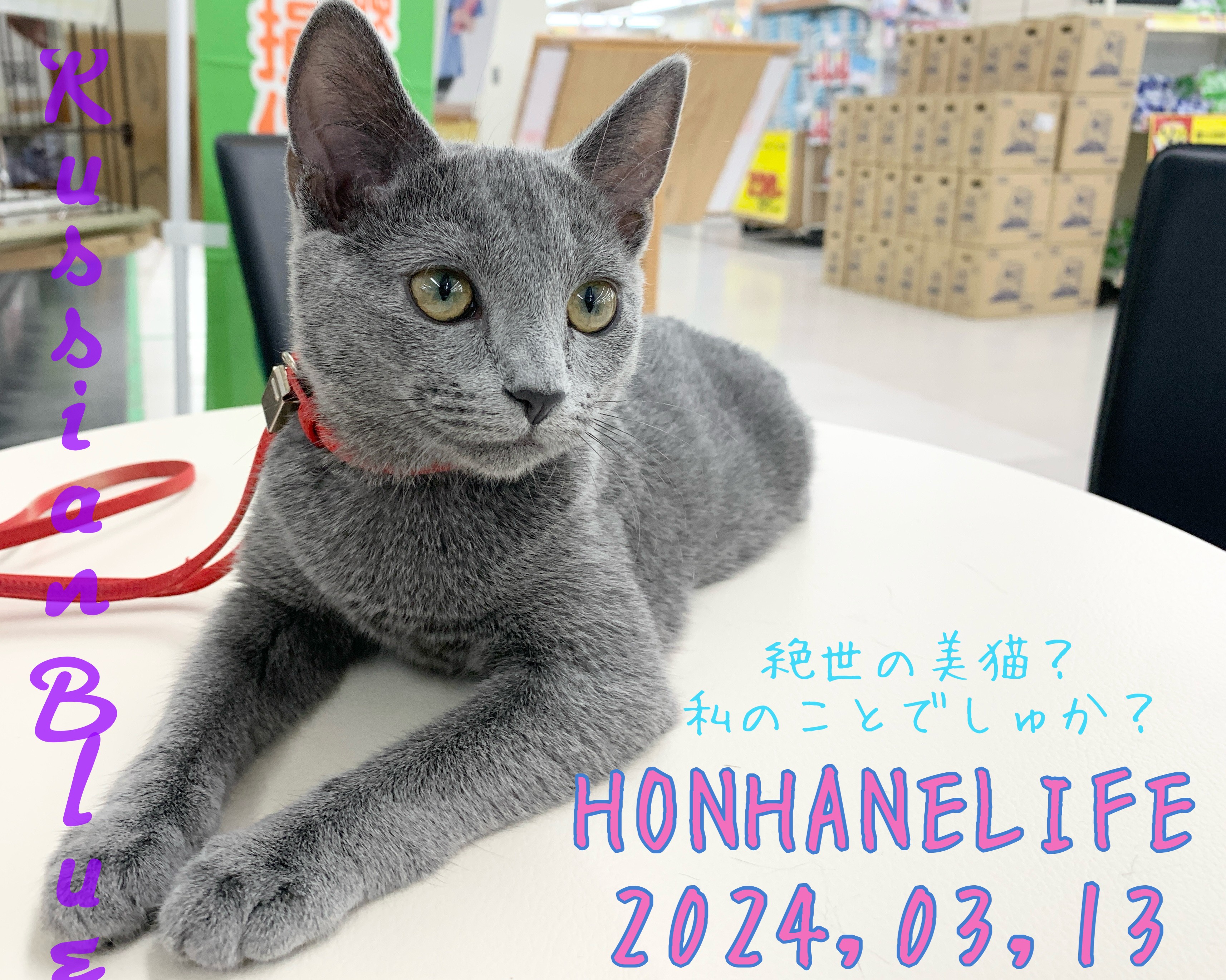 ロシアンブルー成長ログ】絶世の美猫？私のことでしゅか？ | マルワン