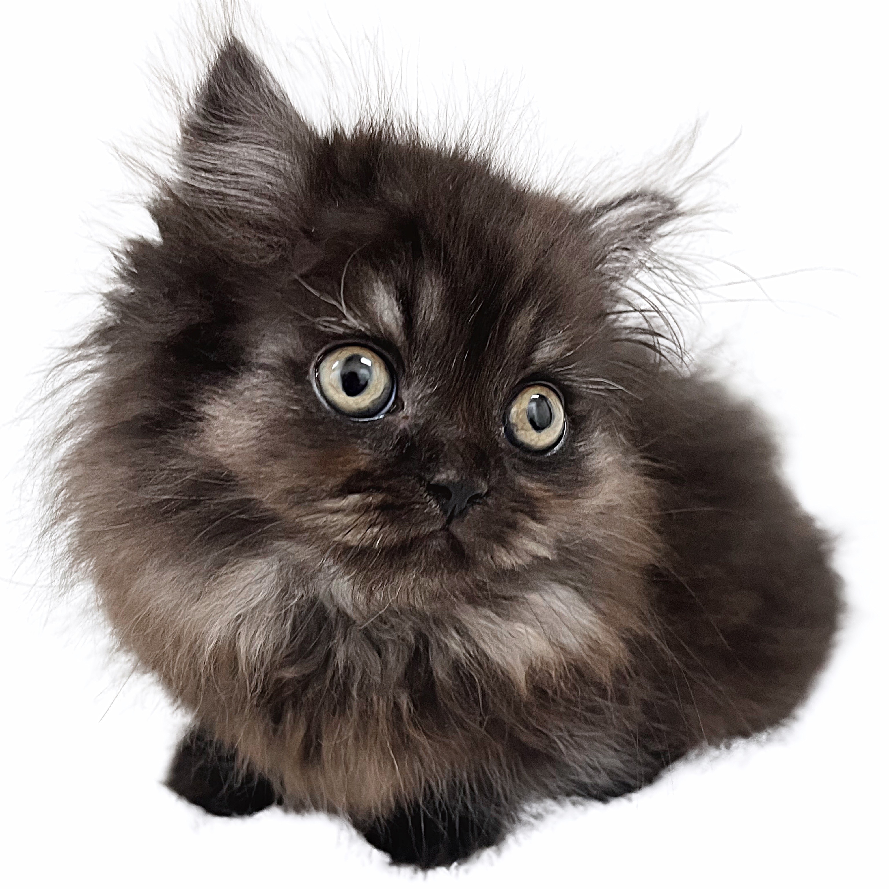 ミヌエット | ペットショップ マルワン 小さめ子犬 美形な子猫 初心者