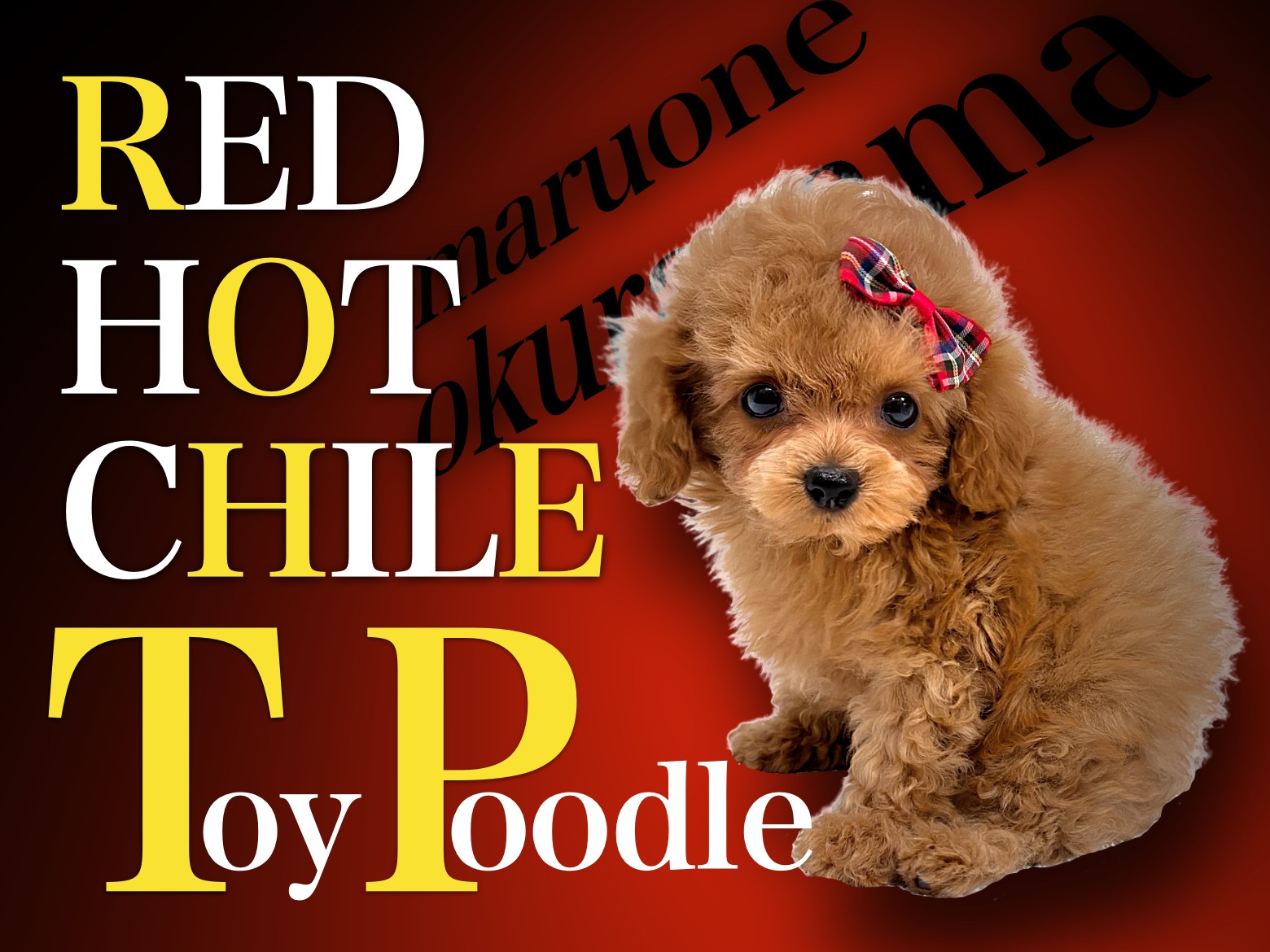 送料込み。お値下げ。トイプードルレッドちゃん。羊カット♡立ちポーズ 送料込み。お値下げ。トイプードルレッドちゃん。羊カット♡立ちポーズ